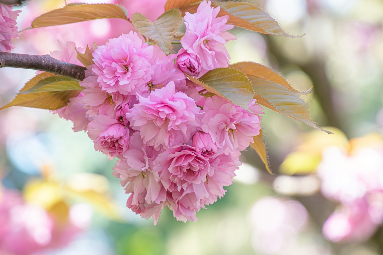 Close-up of cherry blossom flowers pink petals and green leaves