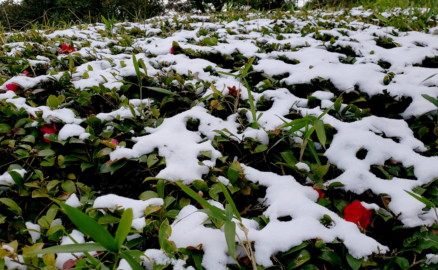 Lanskap rumput hijau yang tertutup salju dengan bunga merah yang tersebar