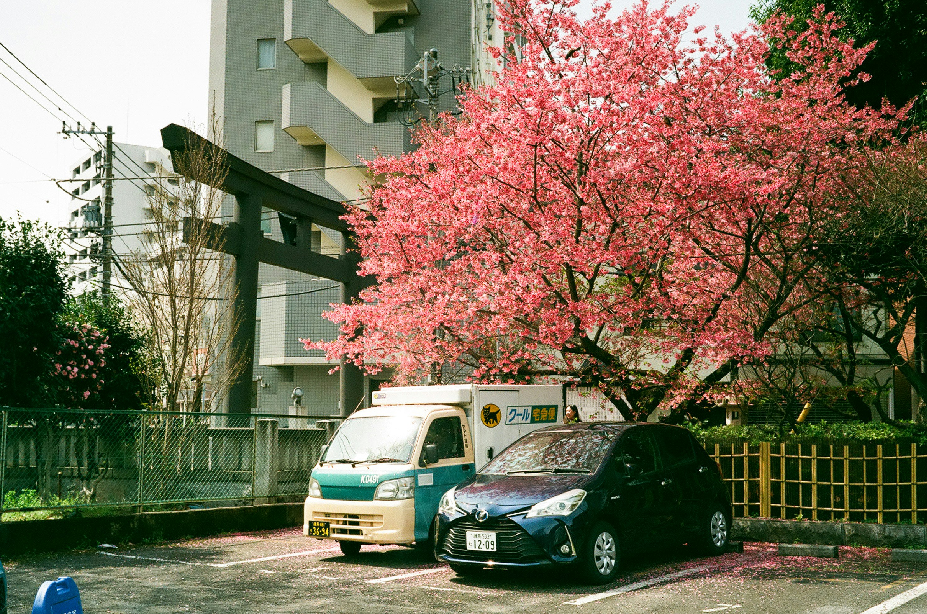 ピンクの花が咲く並木と駐車された車のある住宅街の路地