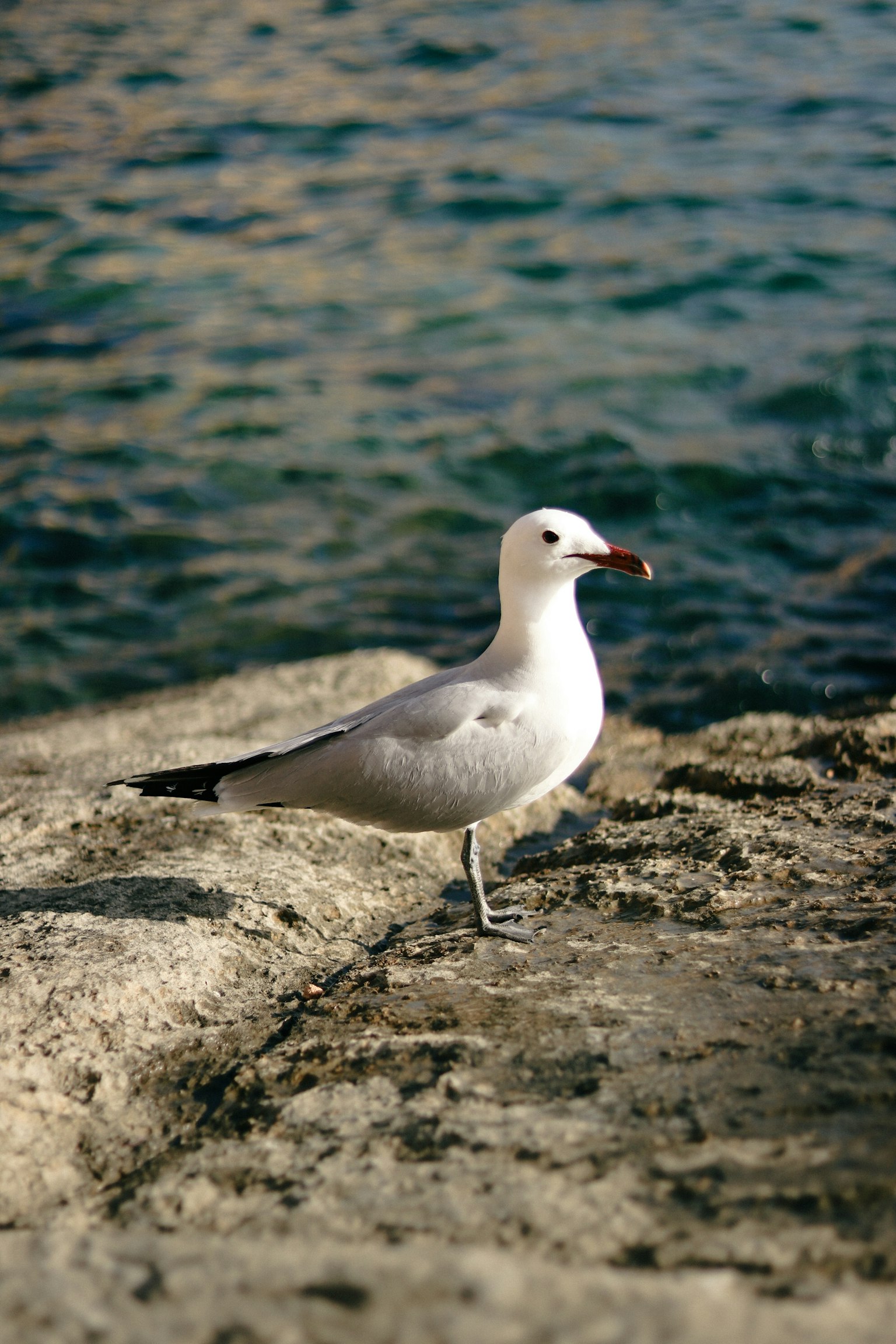 Mouette se tenant sur le rivage avec des plumes blanches et de l'eau bleue