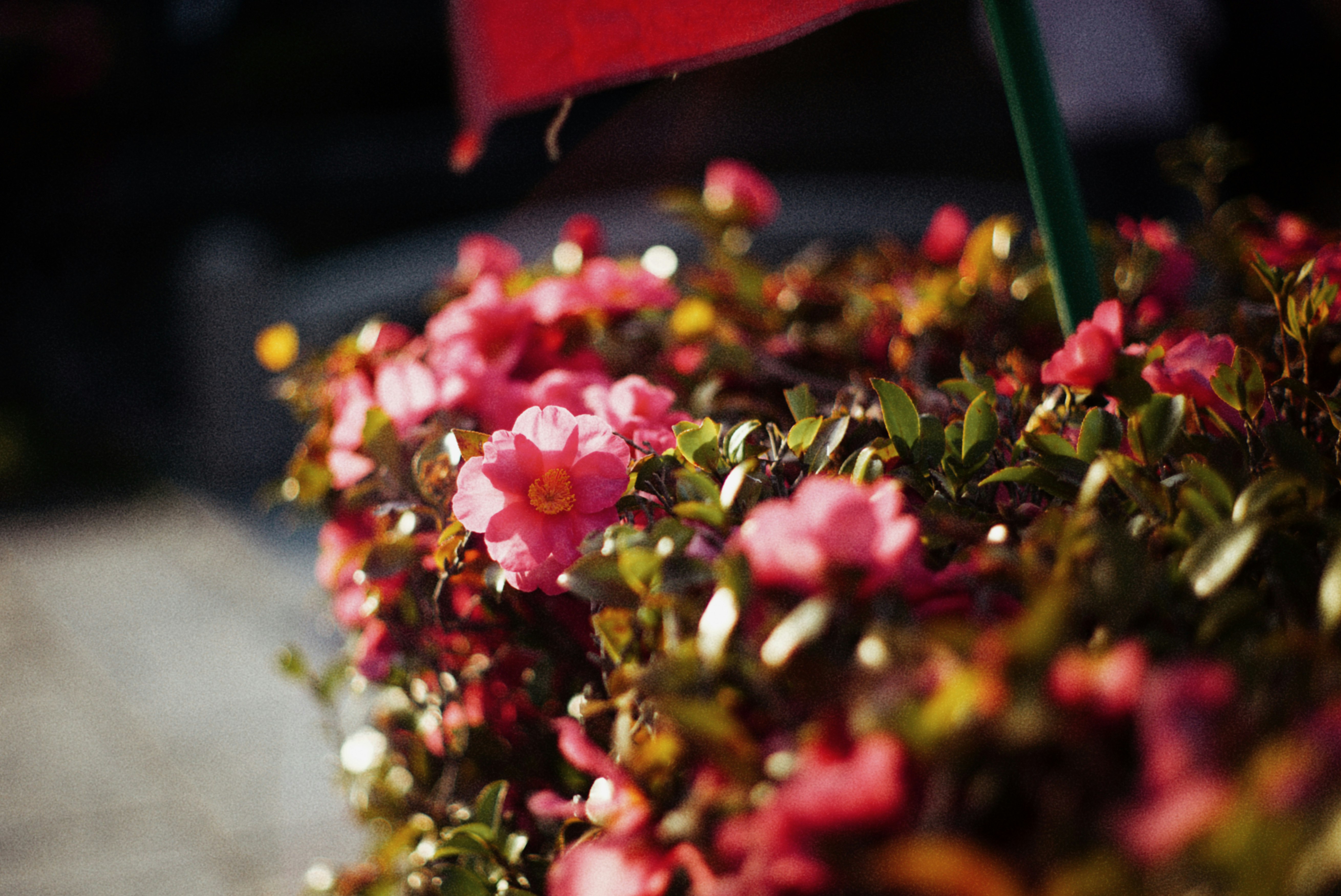 Close-up of sasanqua camellia blossoms and leaves at Shinzen-en