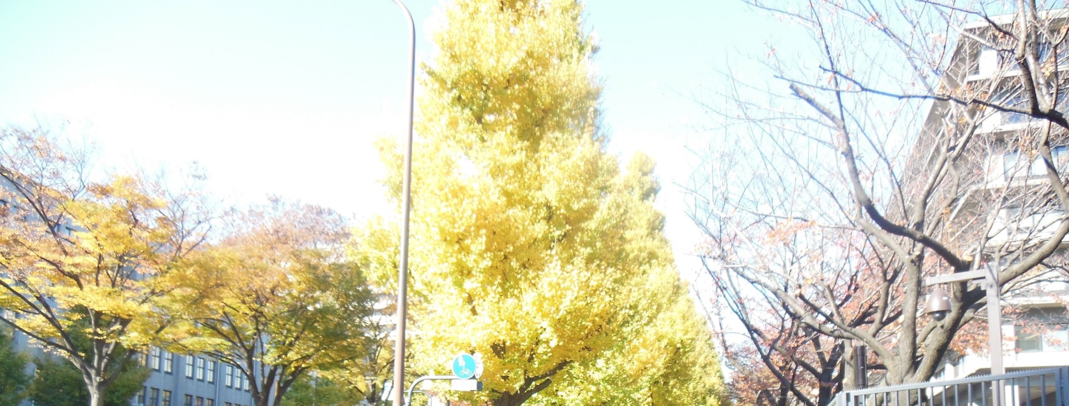 Vista de la calle con árboles amarillos vibrantes y cielo despejado