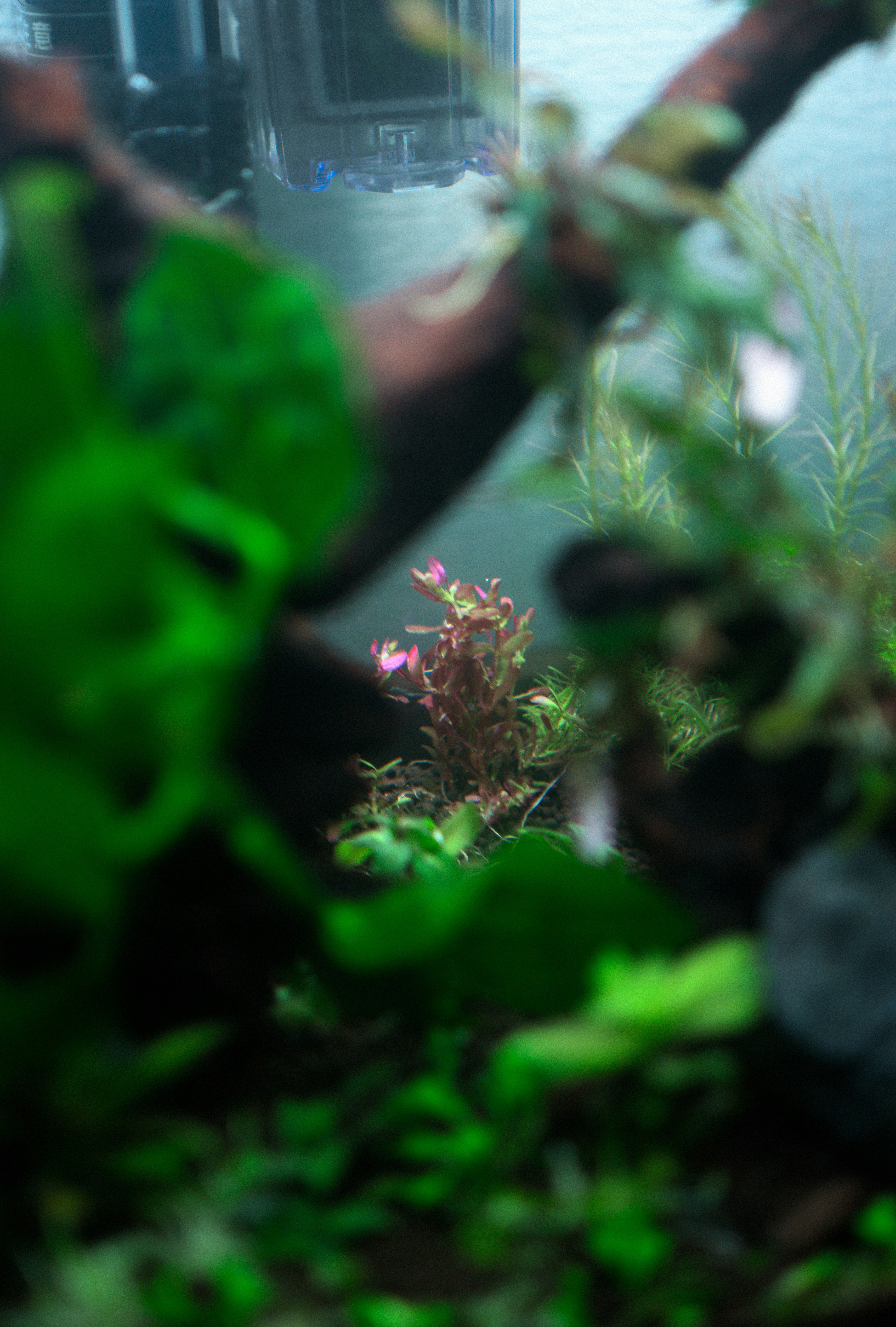草むらの中の小さな花と緑のボケ