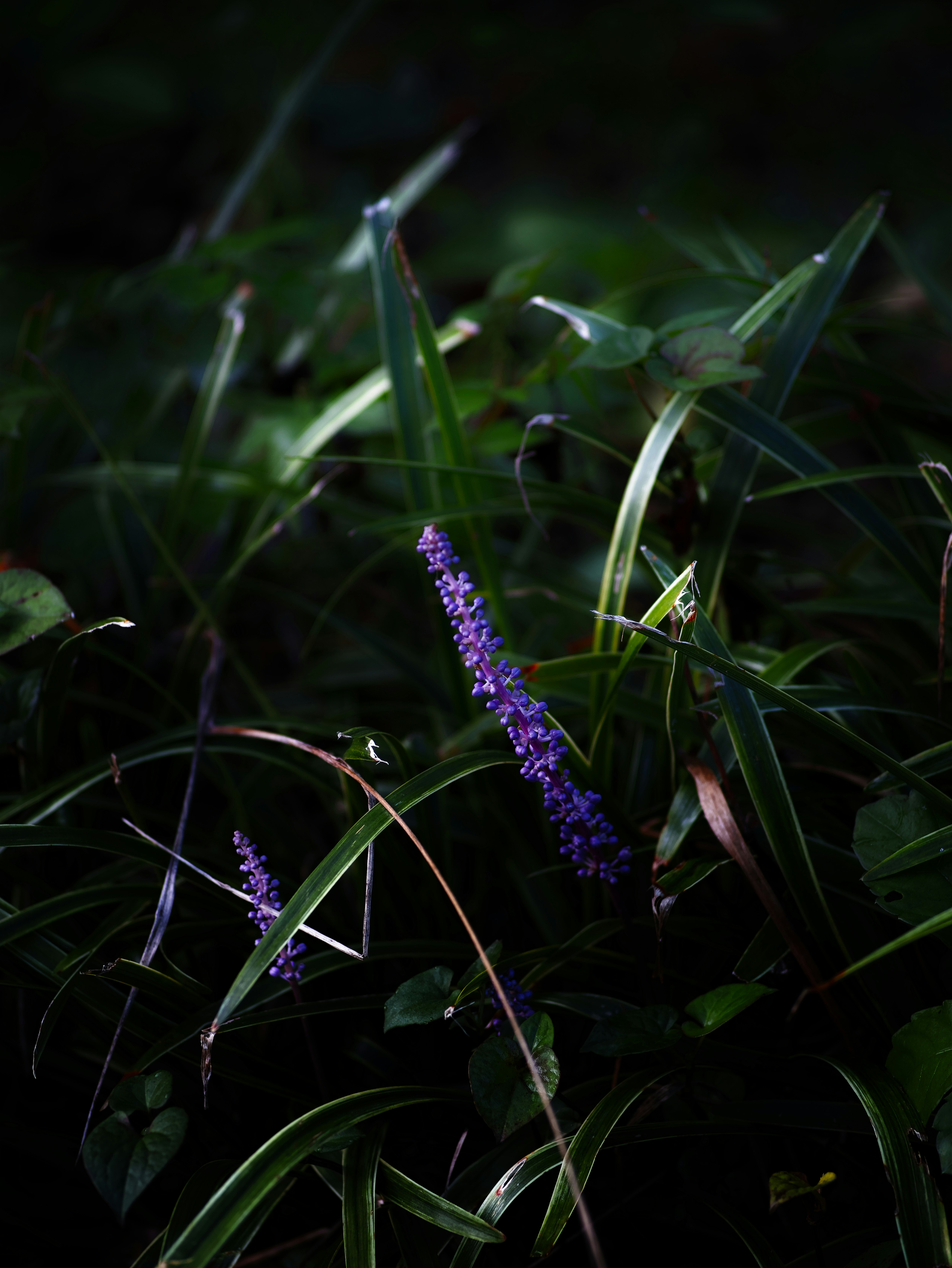 暗い草むらの中で紫の花が咲く自然の一瞬