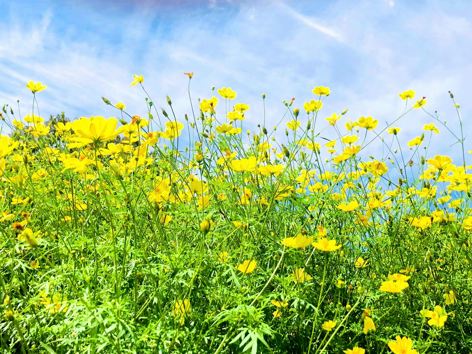 Un campo de flores amarillas vibrantes bajo un cielo azul