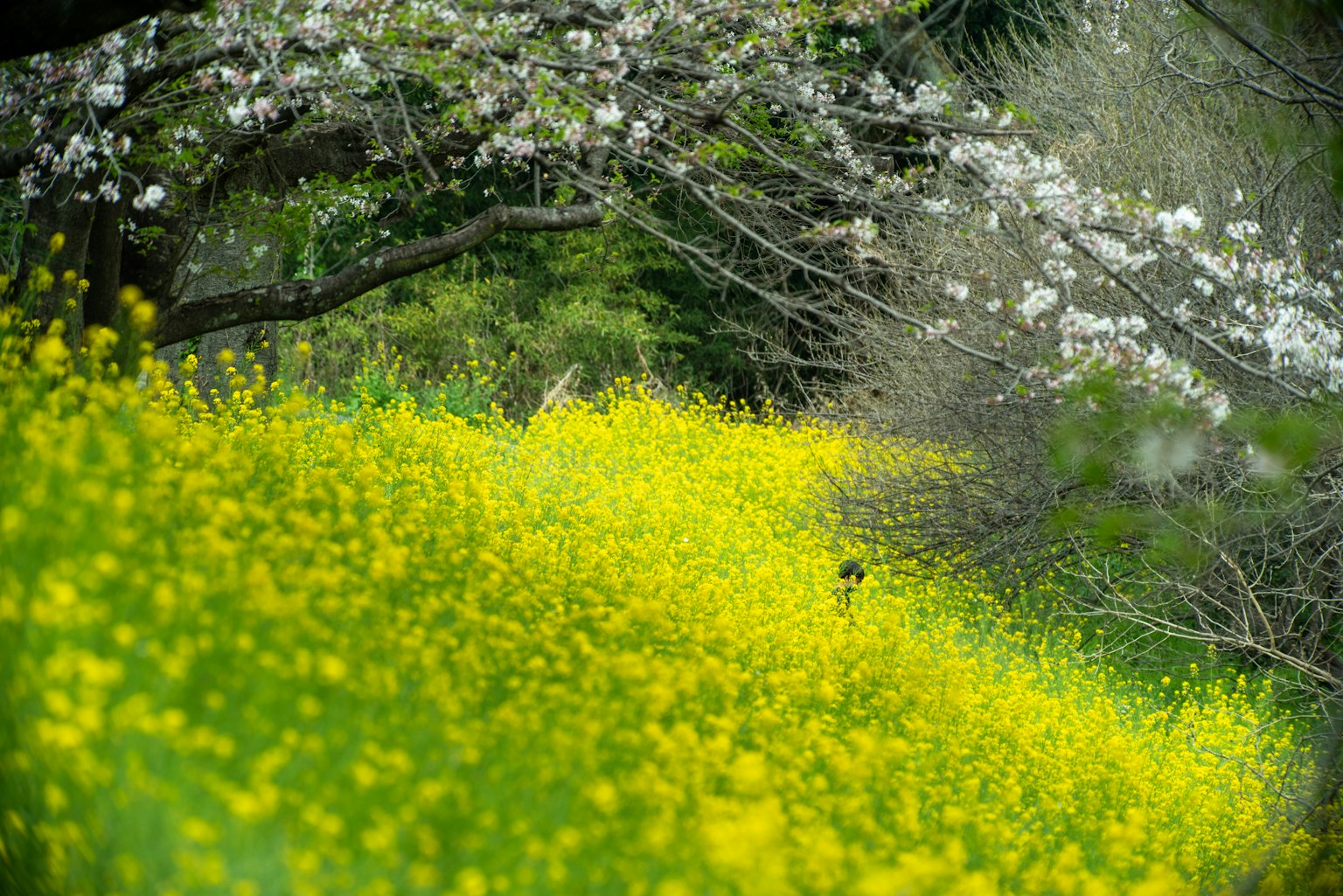郁郁蔥蔥的風景中盛開的黃色花朵和白色花朵