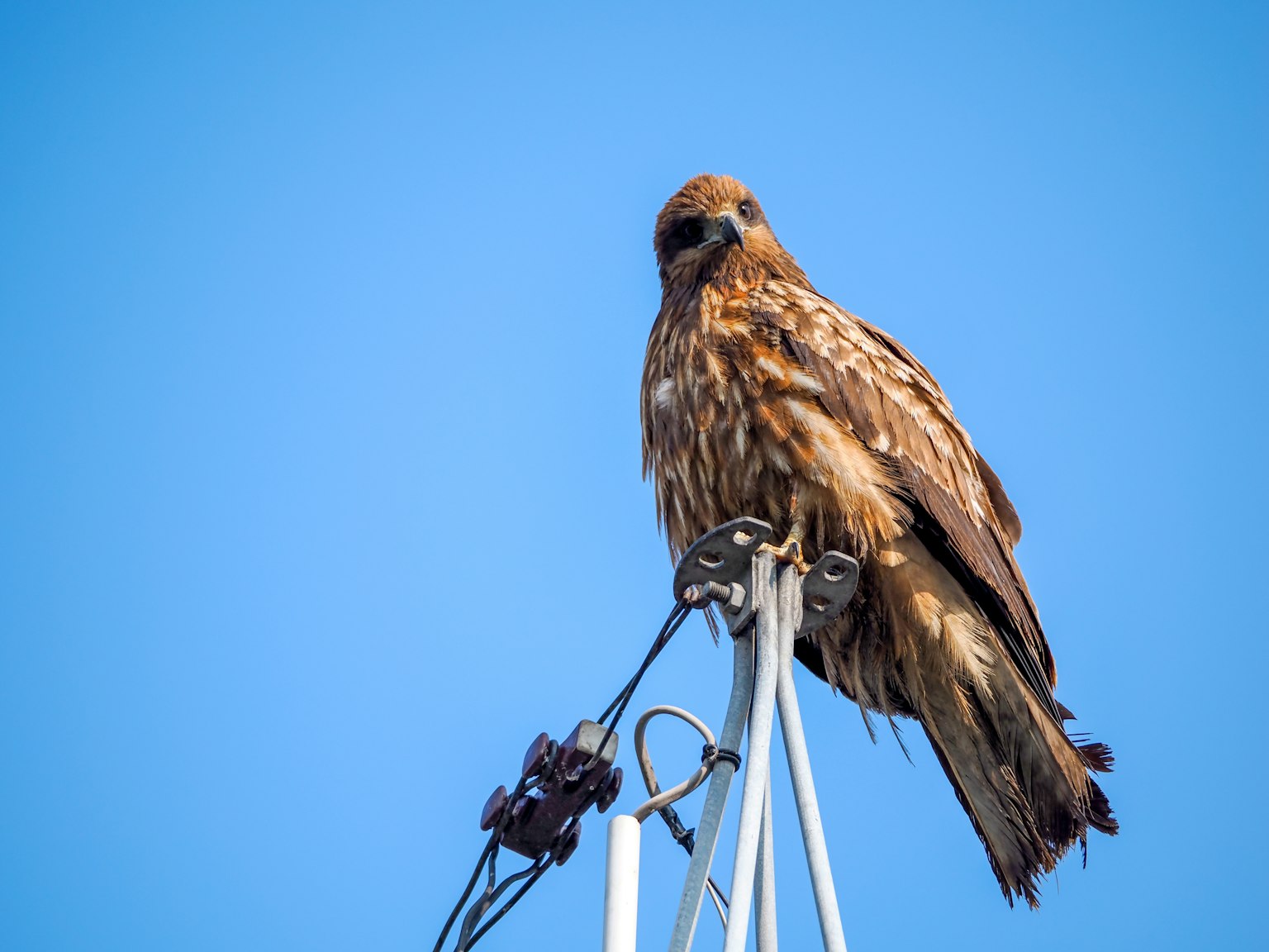 Falco bruno appollaiato su un palo contro un cielo blu