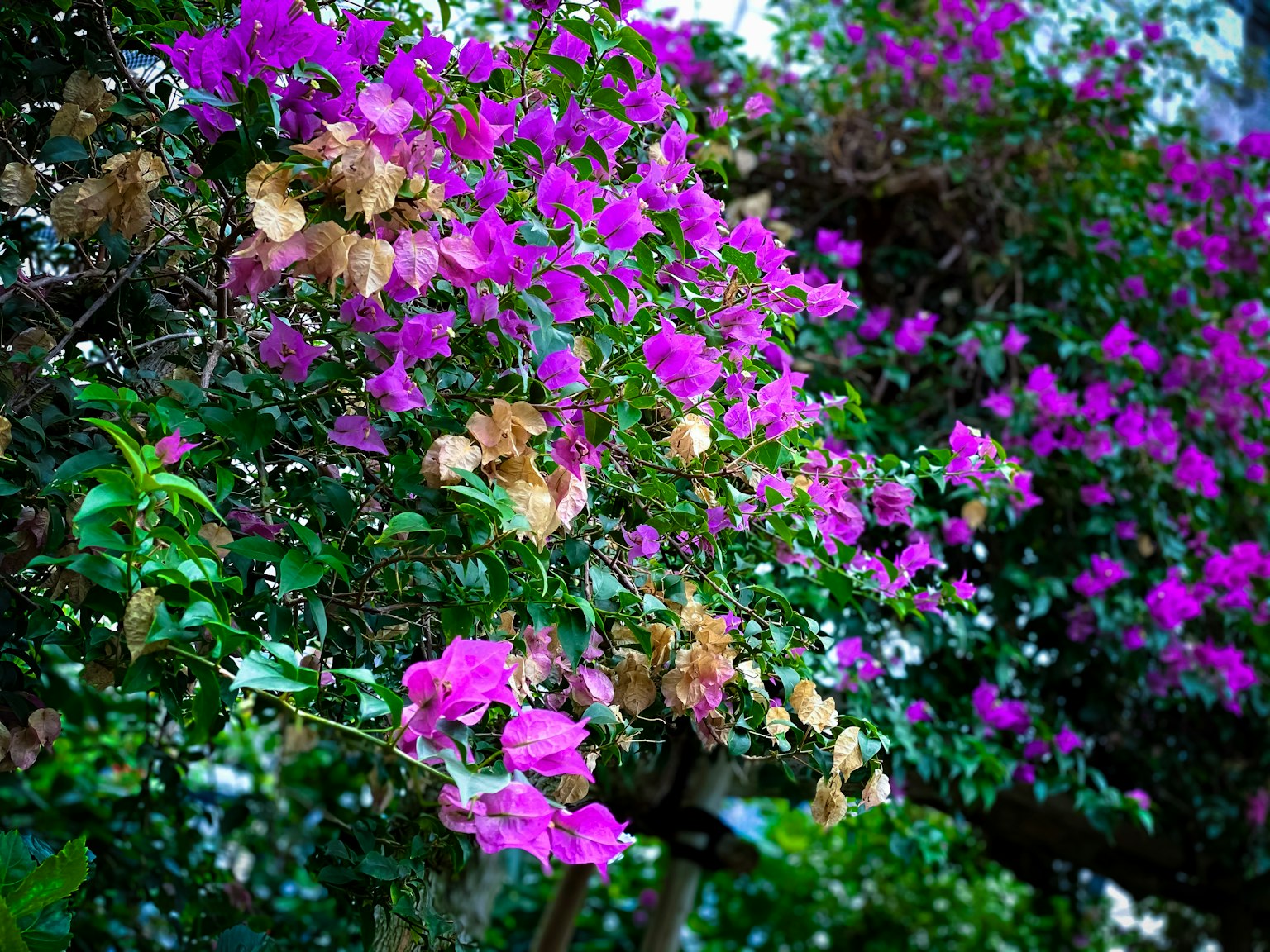 Fiori di bougainvillea vivaci in viola con alcuni petali marroni appassiti