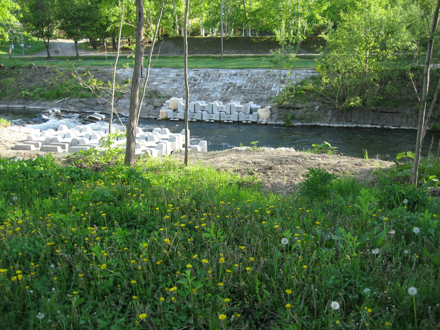 Lush green landscape with flowers near a river