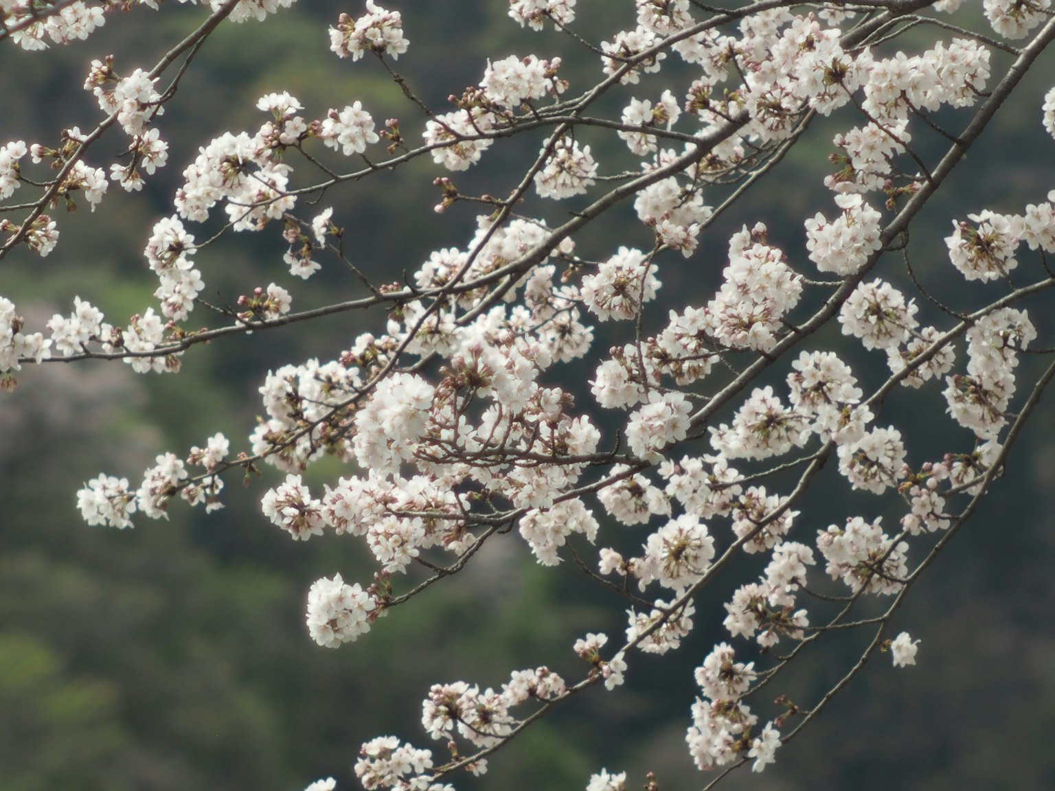 Gros plan sur des fleurs de cerisier sur des branches