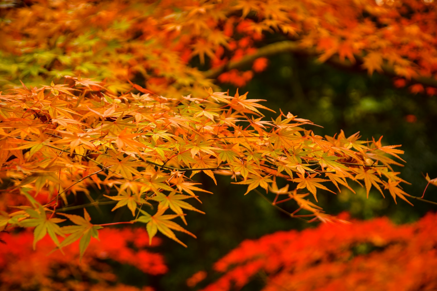 Lebendige orange Ahornblätter zeigen die Herbstfarben