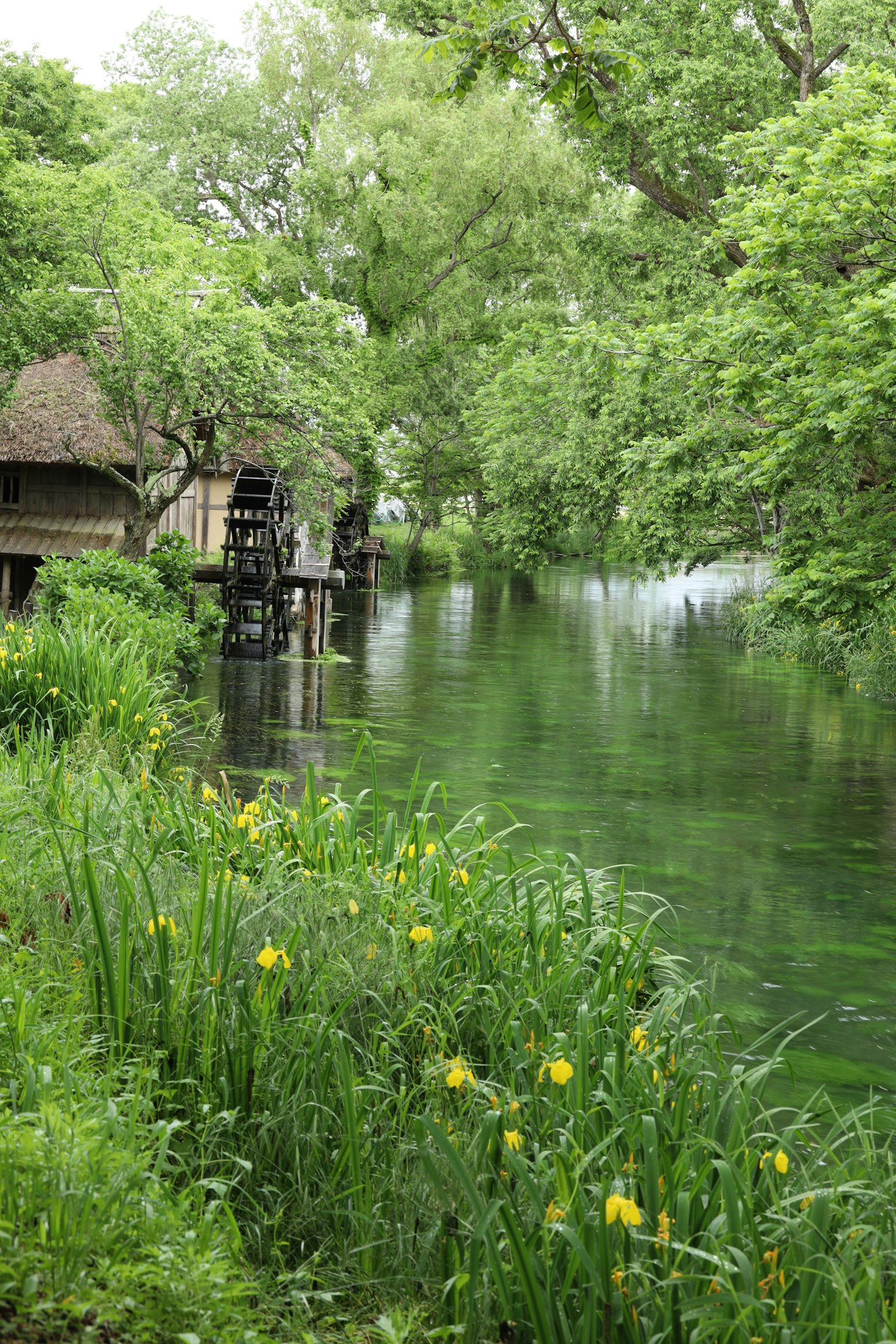 Une scène de rivière tranquille entourée de verdure avec un chalet et un moulin à eau