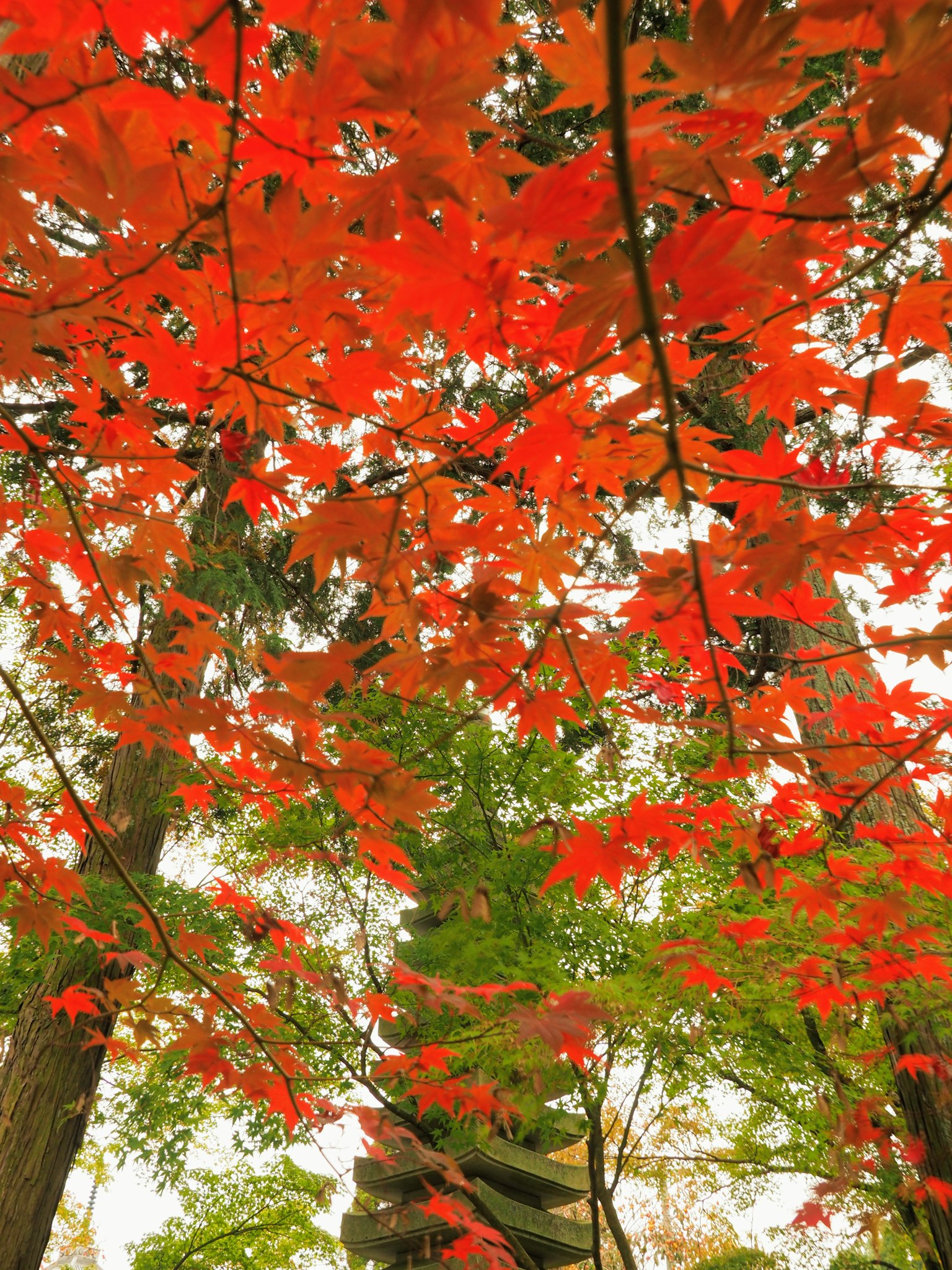 Vista attraverso gli alberi con foglie di acero rosse vivaci