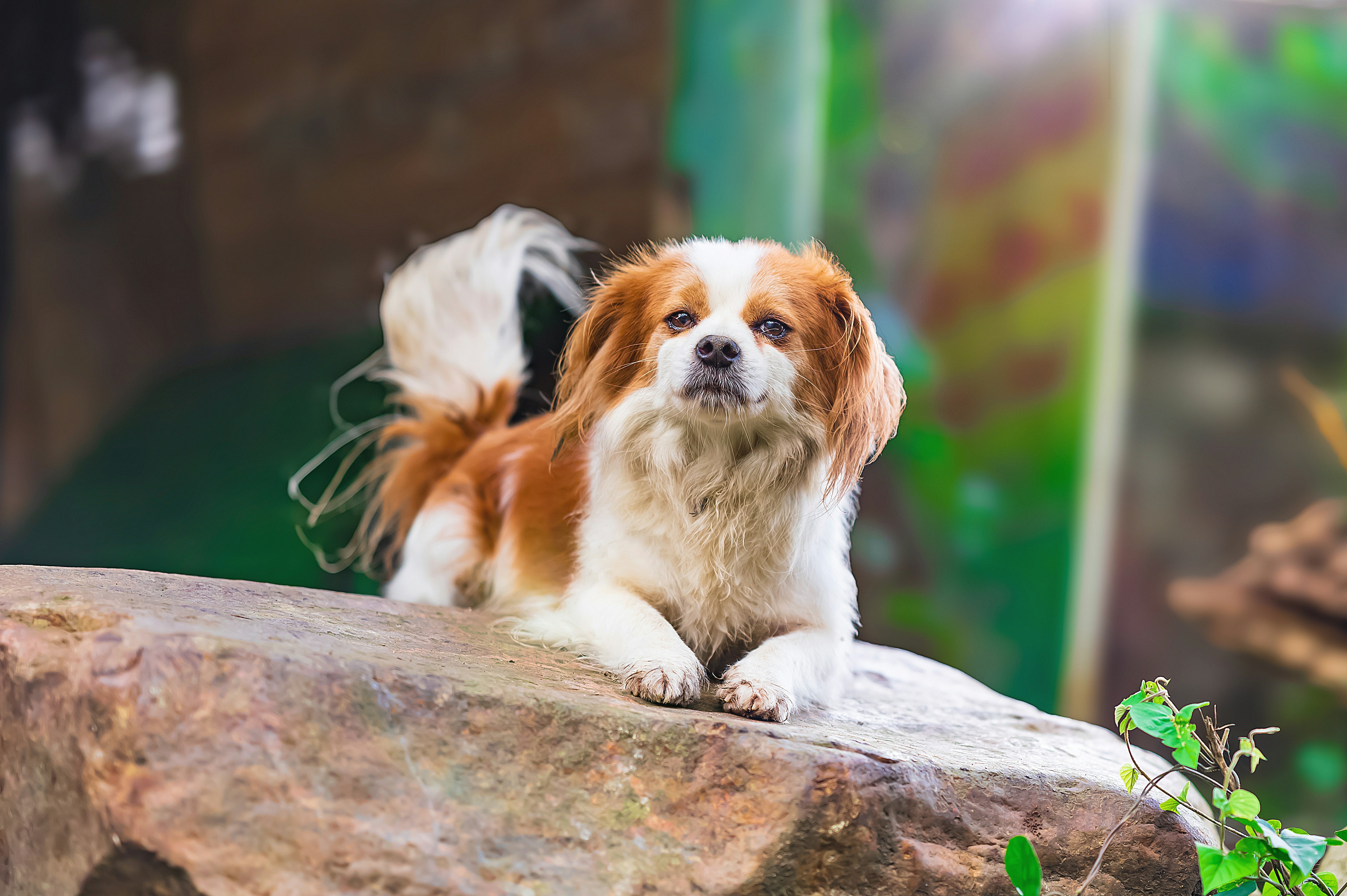 犬のキャバリアが石の上で伏せている