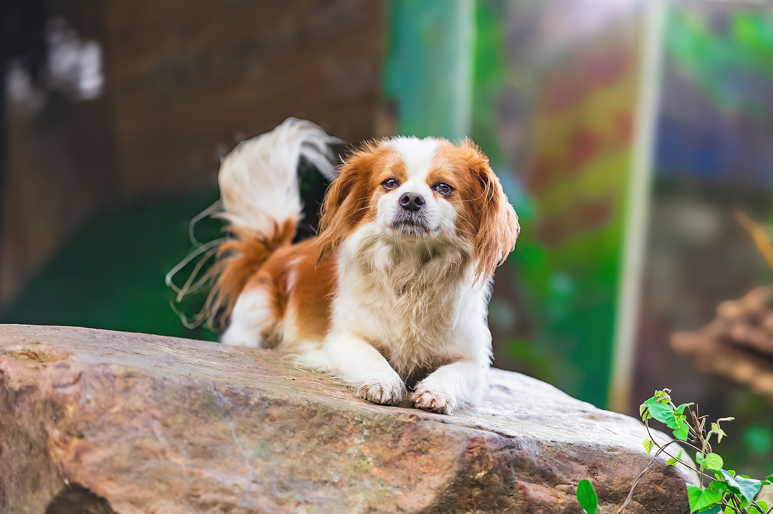 Seekor anjing duduk di atas batu dengan latar belakang hijau yang berwarna-warni