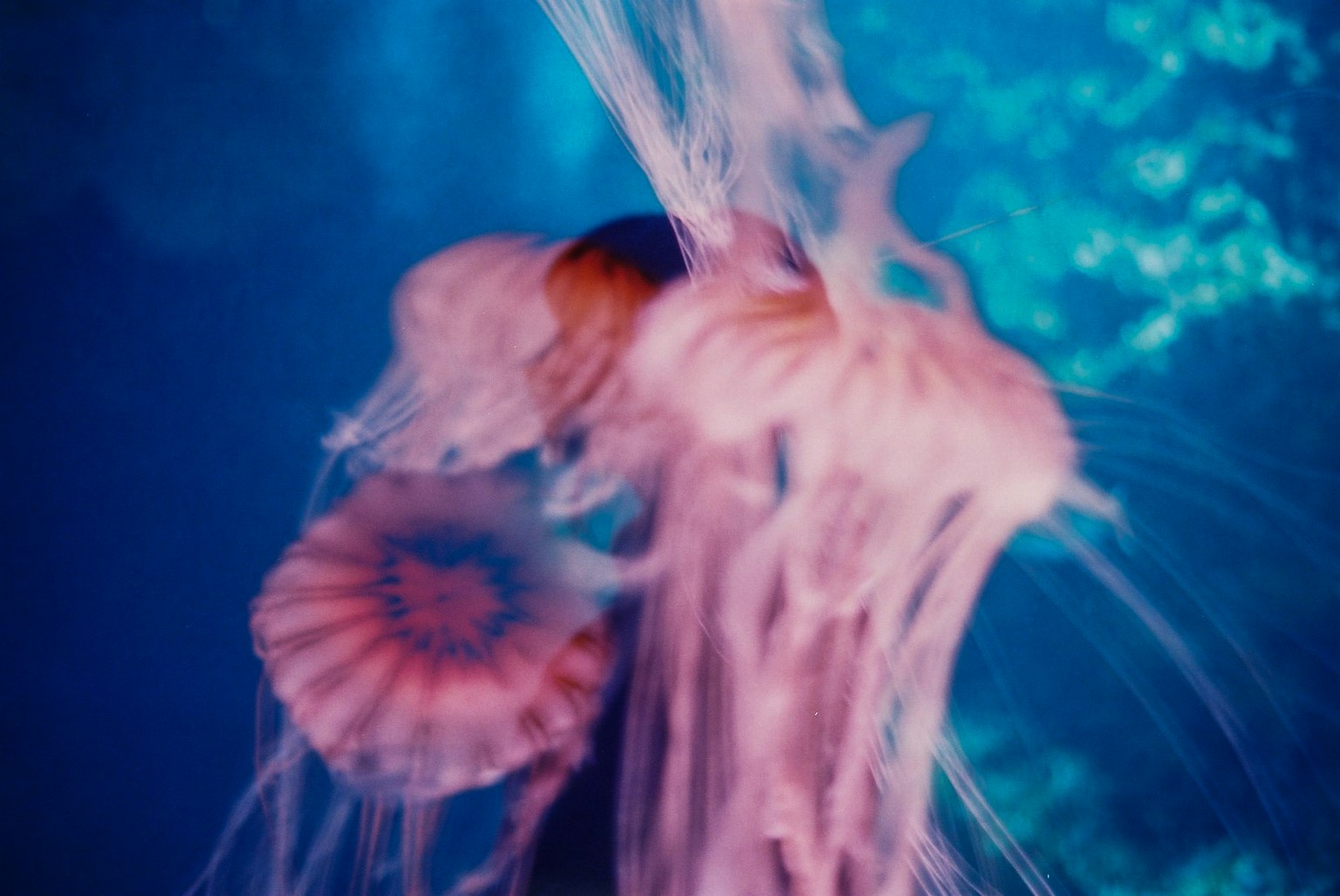 Un gruppo di meduse bellissime che nuotano nell'acqua blu