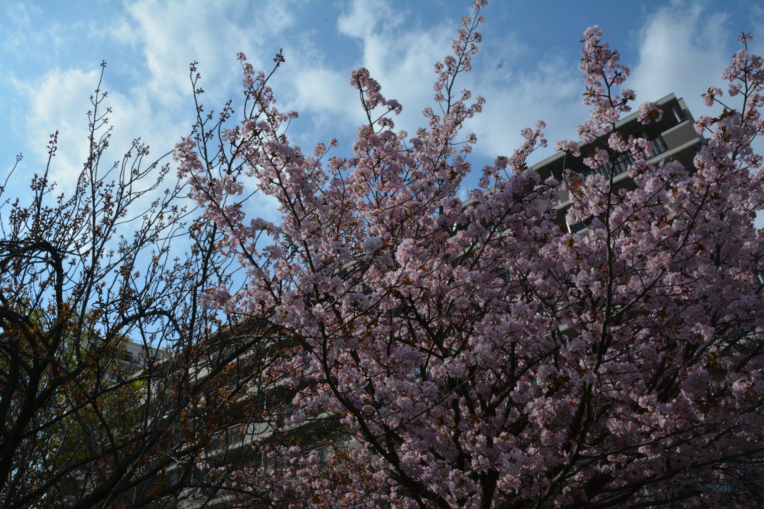 Bunga sakura mekar di bawah langit biru dan gedung