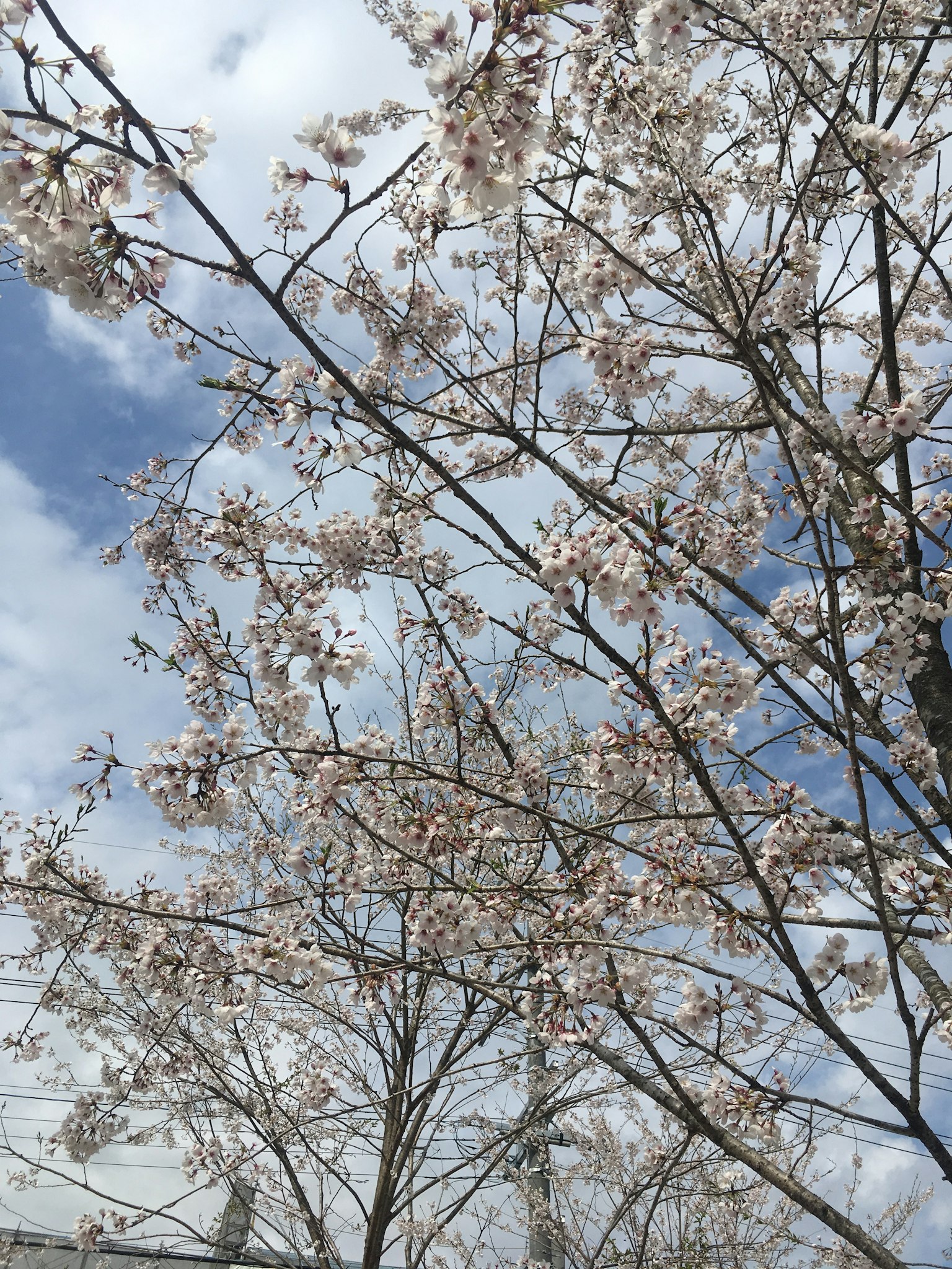 Cabang bunga sakura di latar belakang langit biru
