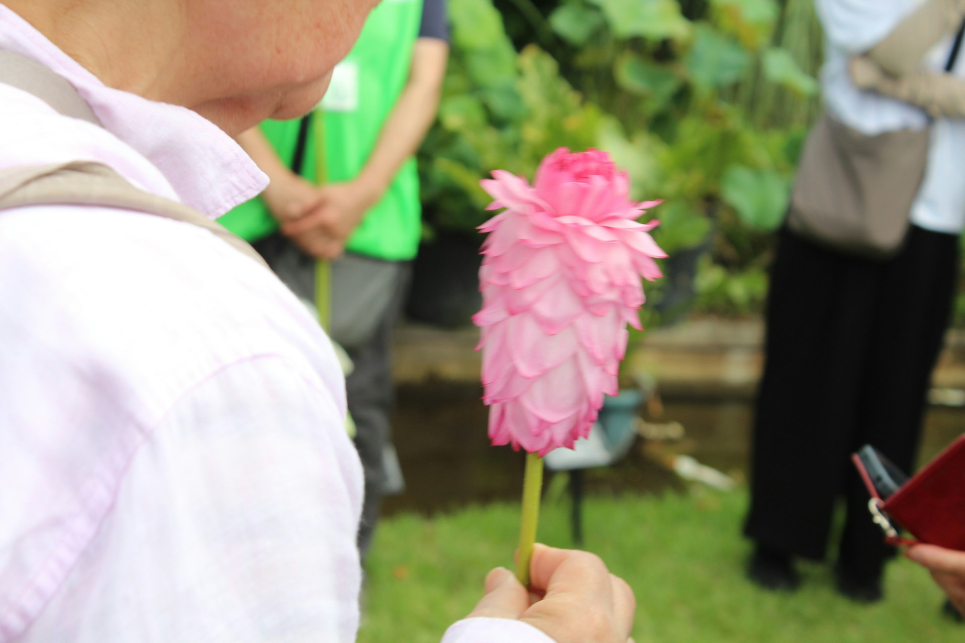 ดอกบัวพับกระดาษสีชมพูถืออยู่ในสวน