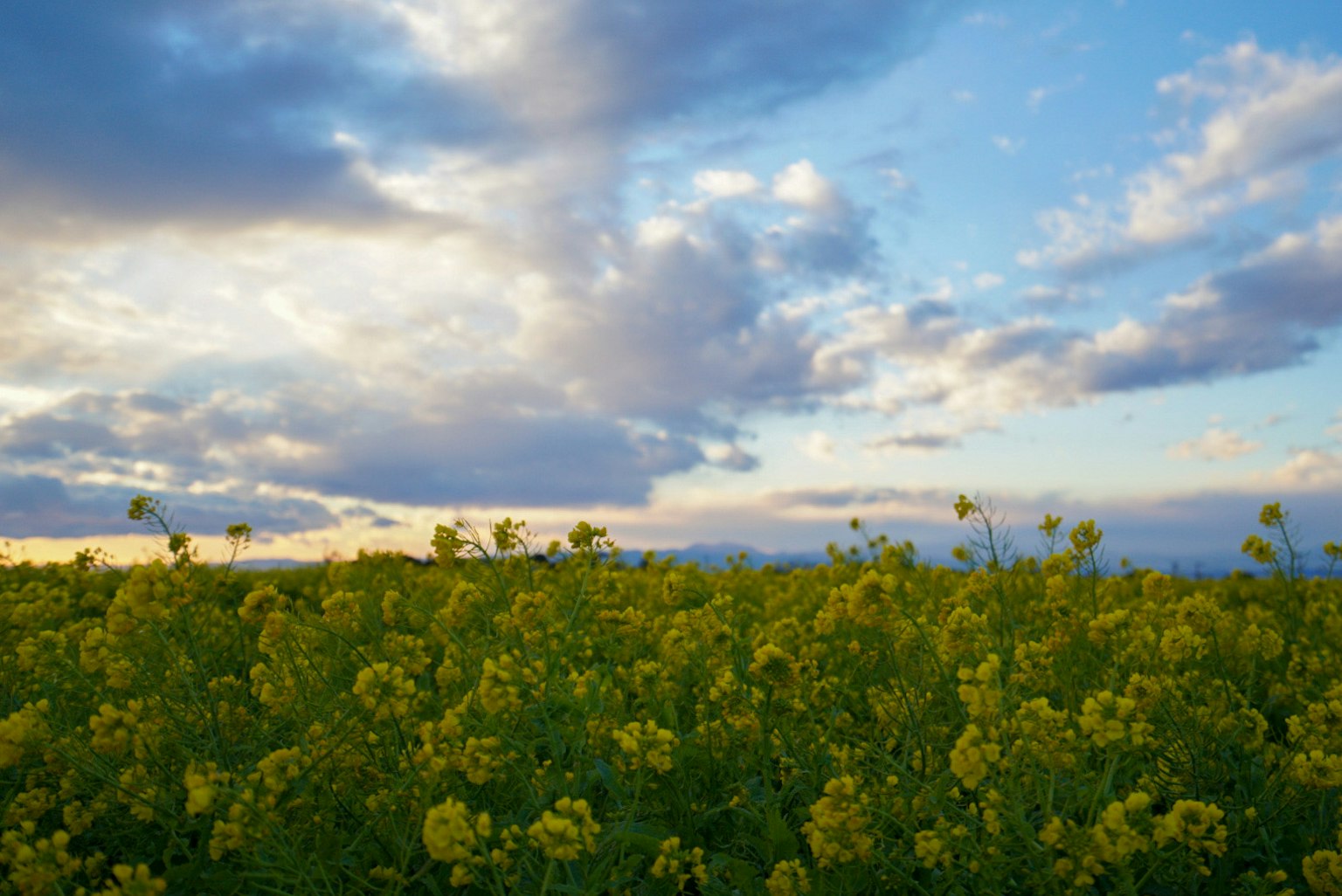 Champ de fleurs jaunes sous un ciel bleu avec des nuages