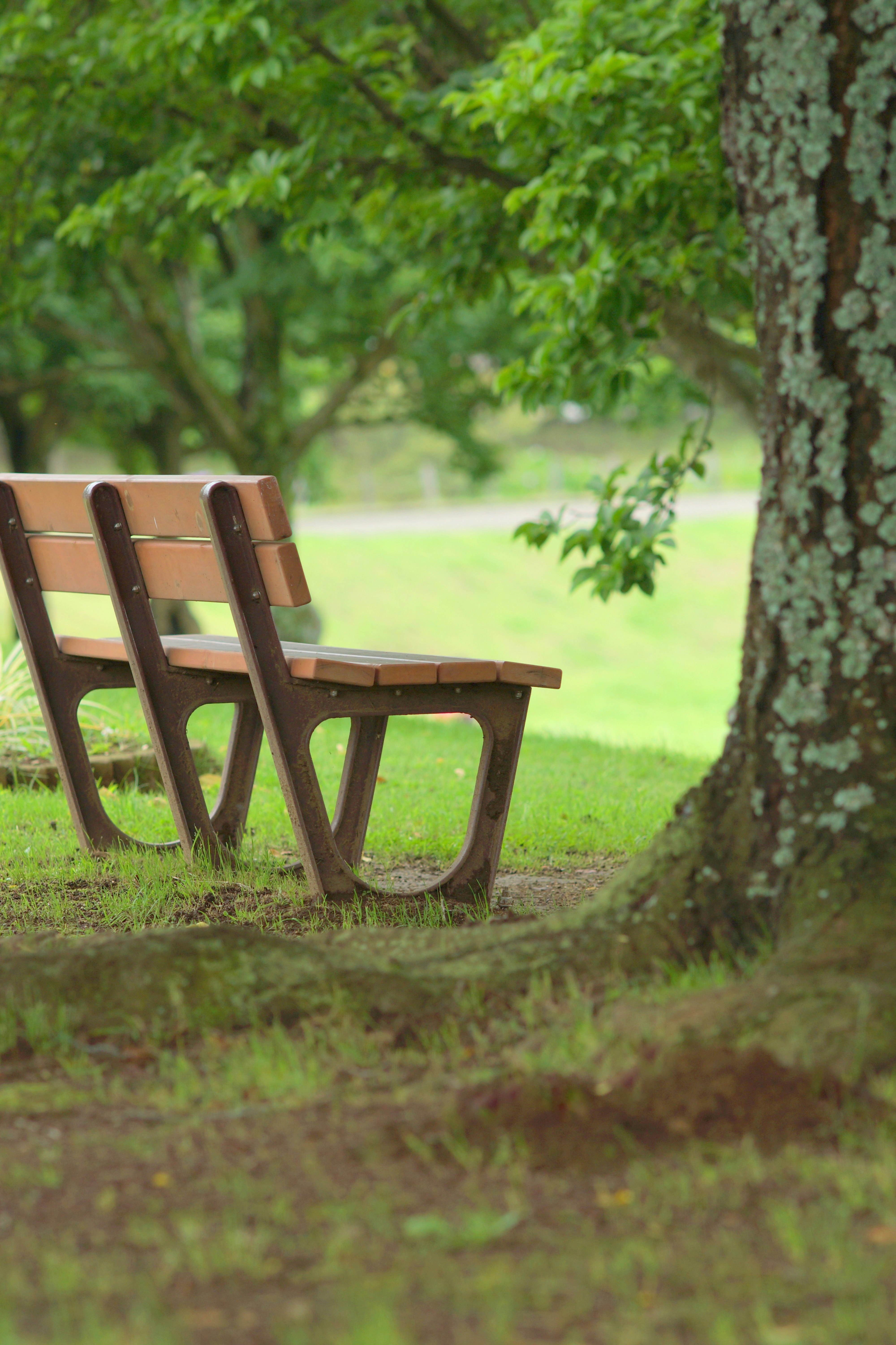 bench in a garden with green lawn and trees