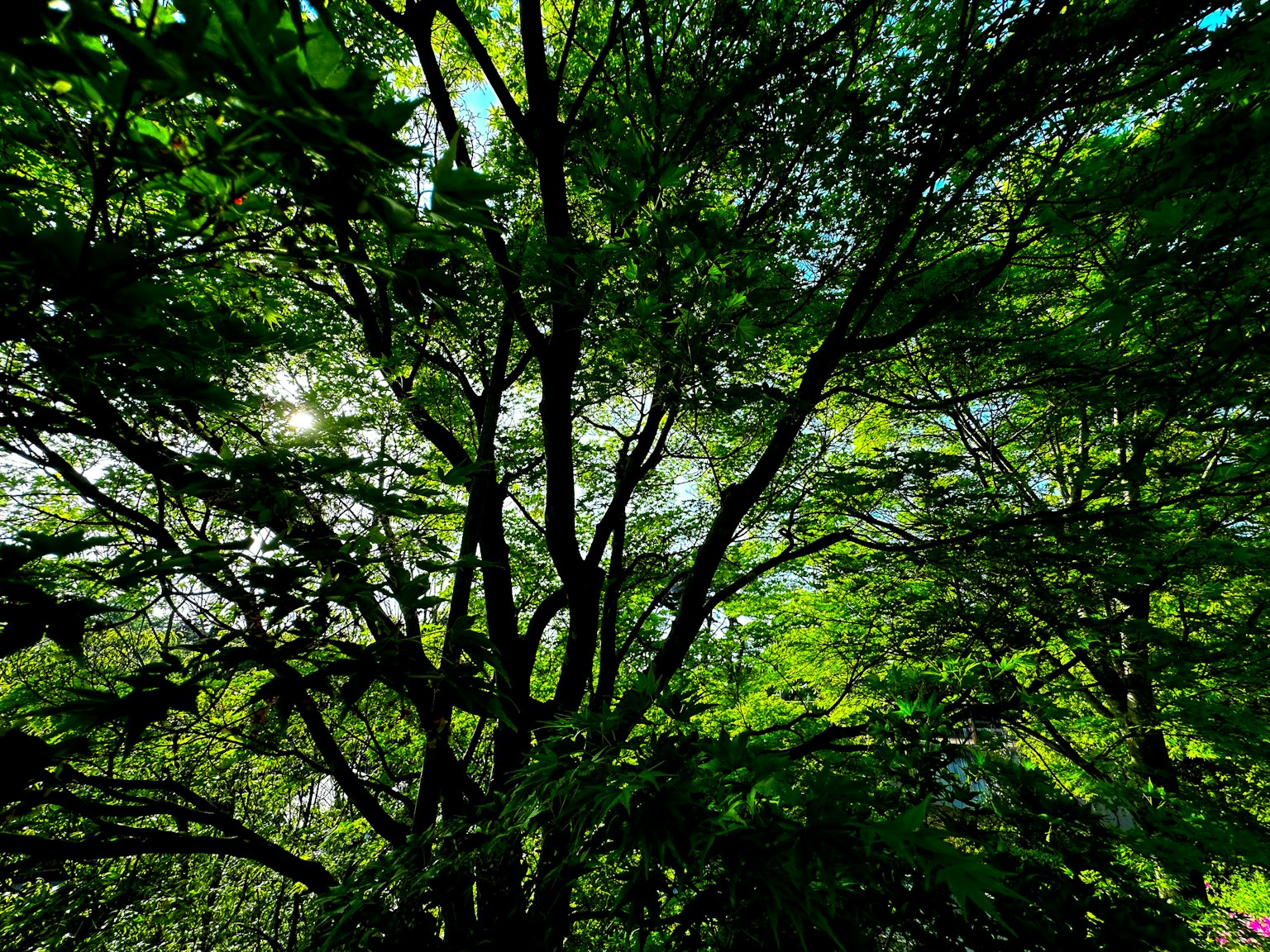 Vista desde abajo de árboles verdes exuberantes con luz solar filtrándose