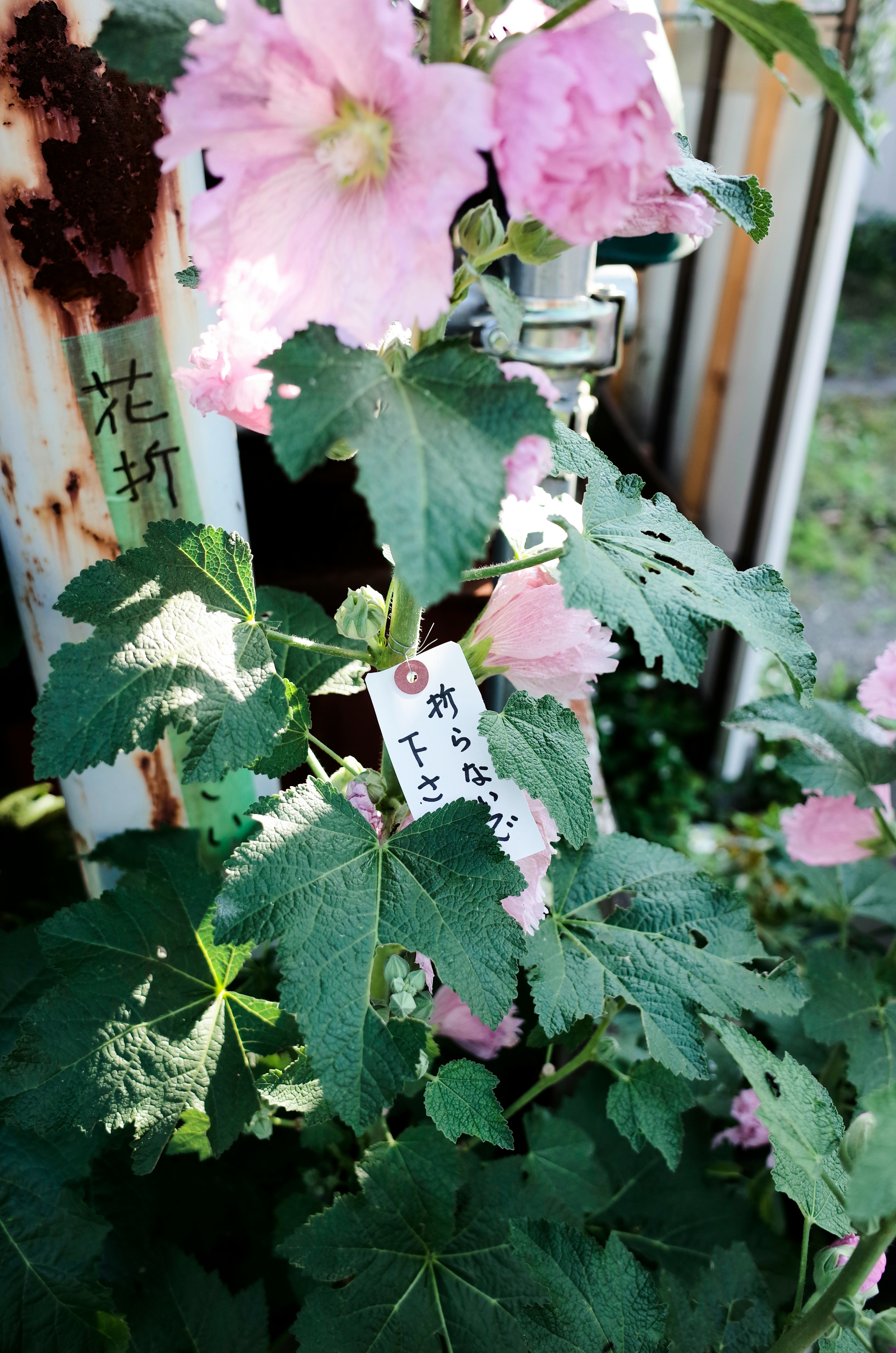 花打ちのあるピンクの花と葉の寄り画像