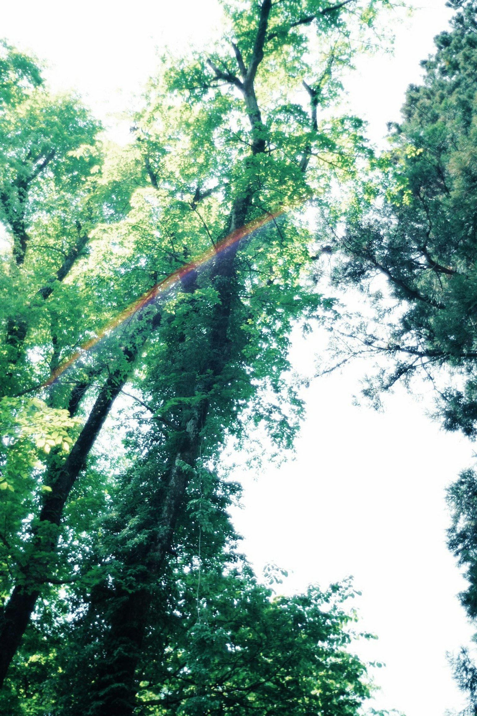 Alberi verdi lussureggianti in una foresta con cielo luminoso
