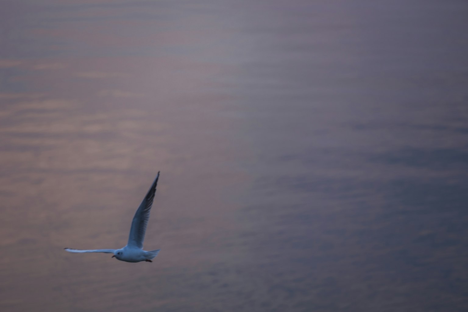 Silhouette of a white bird flying over a soft purple ocean surface