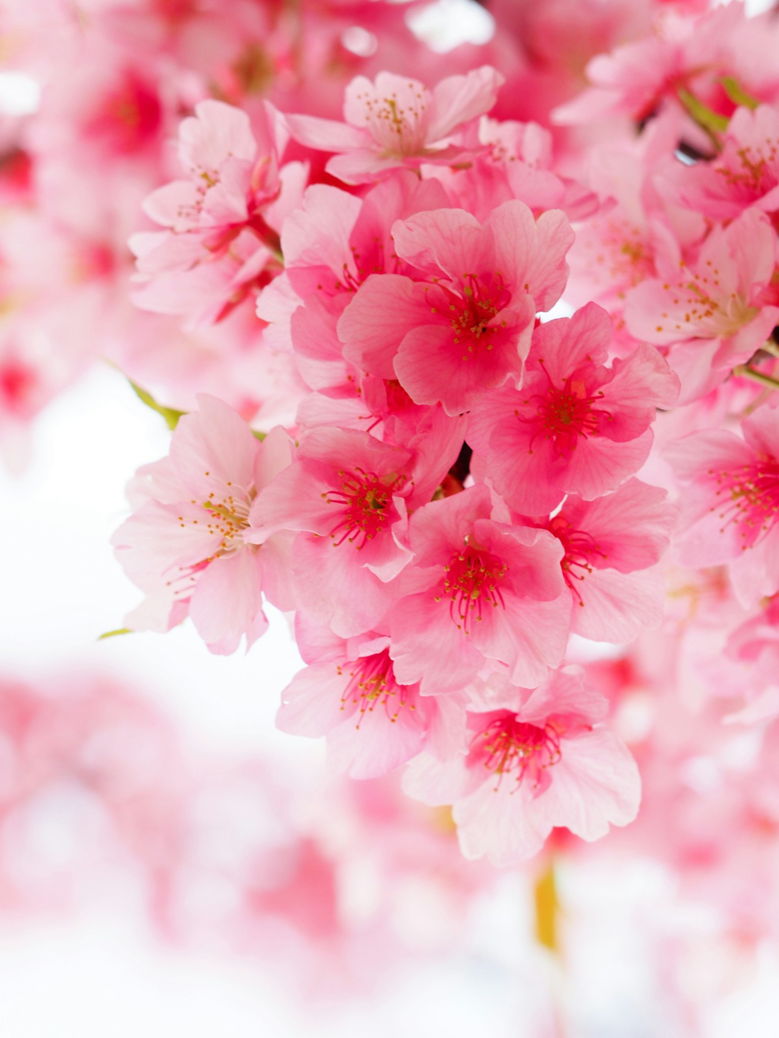 Gros plan sur des fleurs de cerisier en teintes rose vif