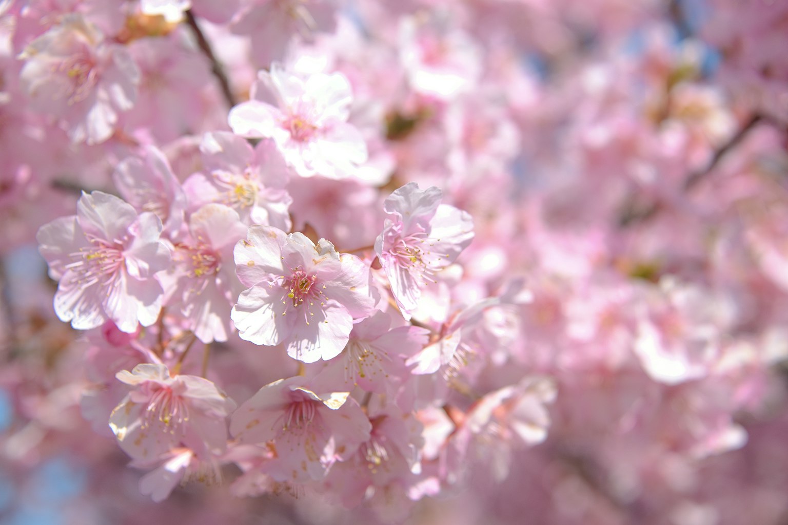 Kedekatan bunga sakura di cabang