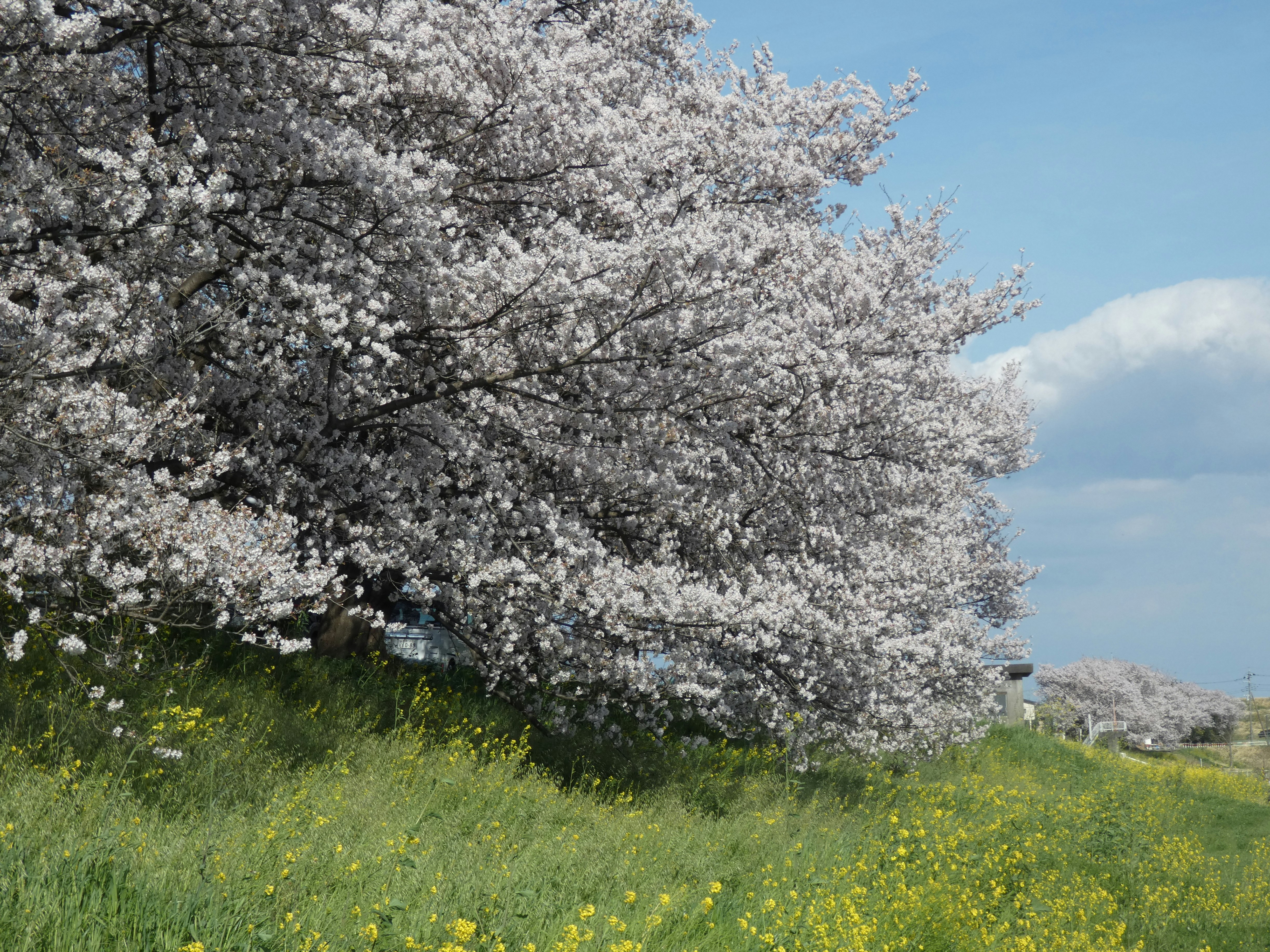 Blühender Kirschbaum auf einem Frühlingshügel unter blauem Himmel