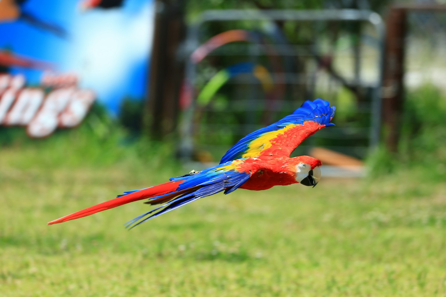 Seekor burung beo berwarna-warni terbang anggun dengan bulu merah dan biru yang cerah
