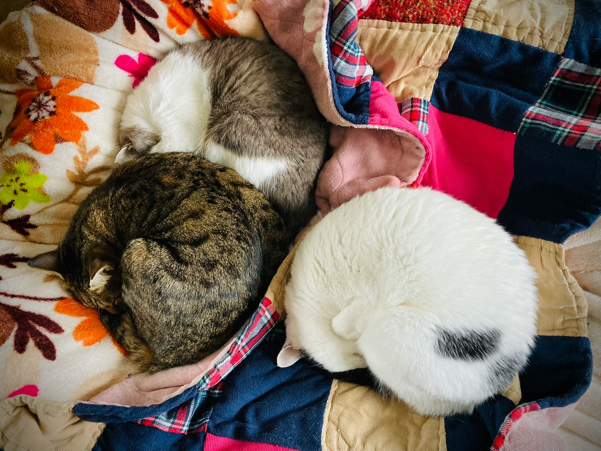 猫団子が並ぶ布団の上の三匹のねこ