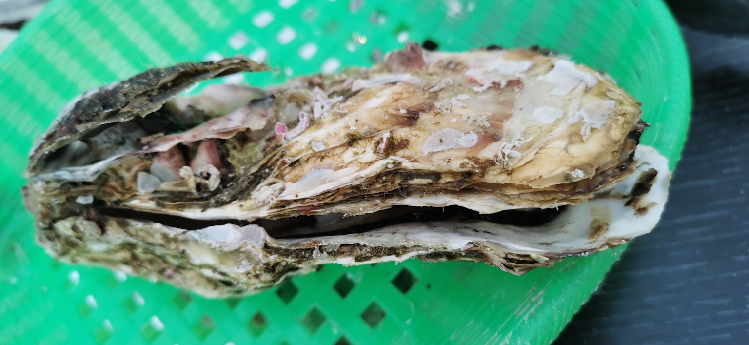 一只大生蚝放在绿色的网状容器上