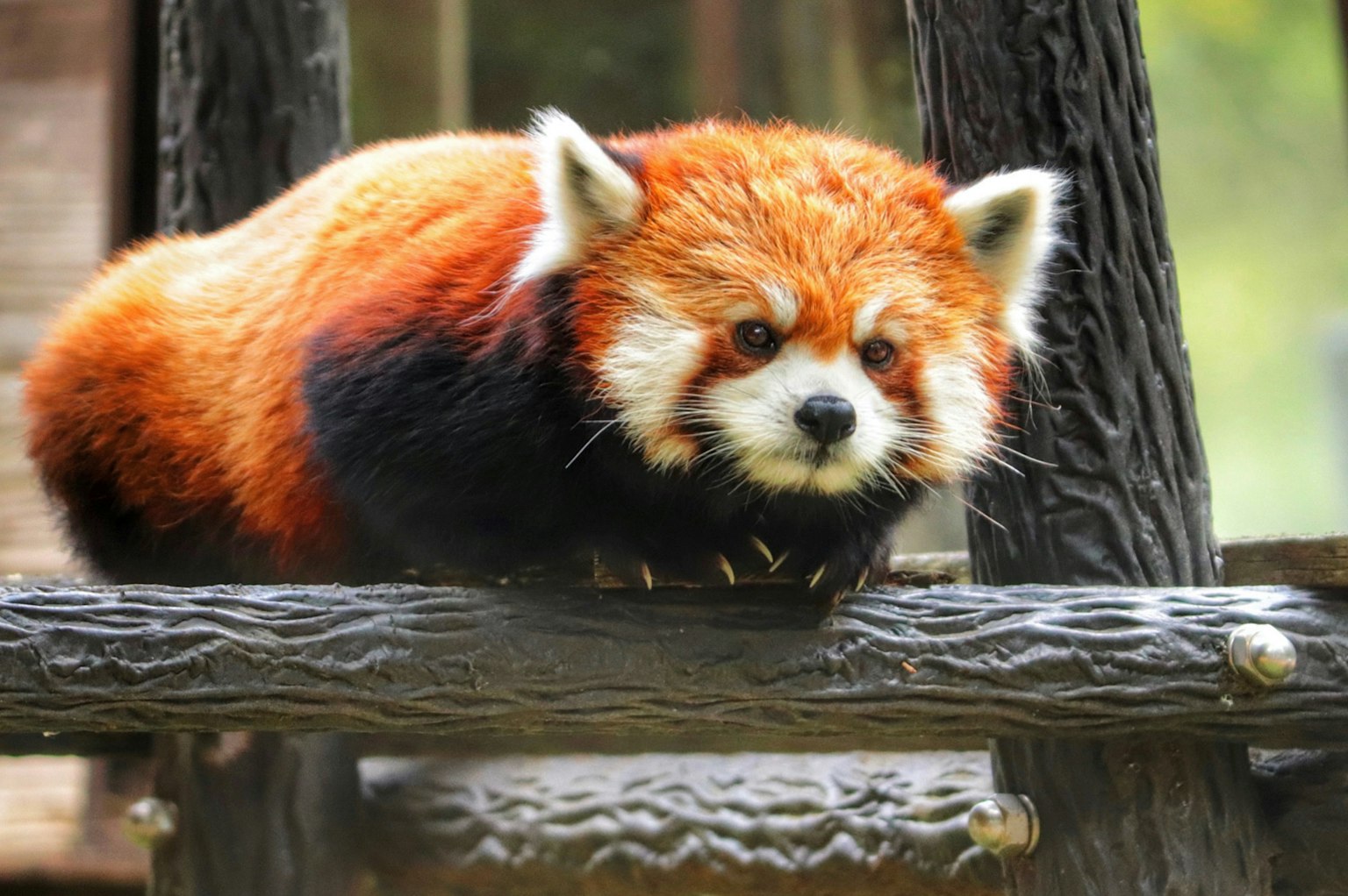Seekor panda merah beristirahat di atas struktur kayu