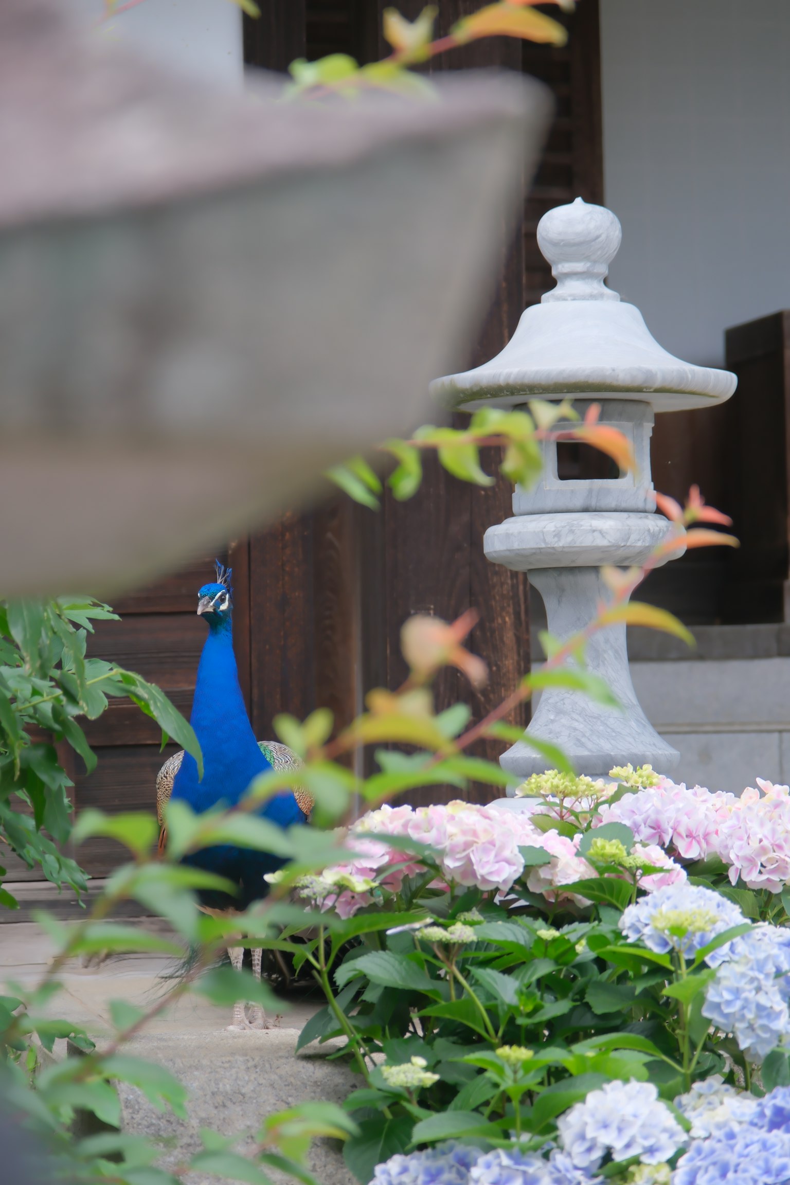 A blue peacock among blooming flowers with a stone lantern in the background