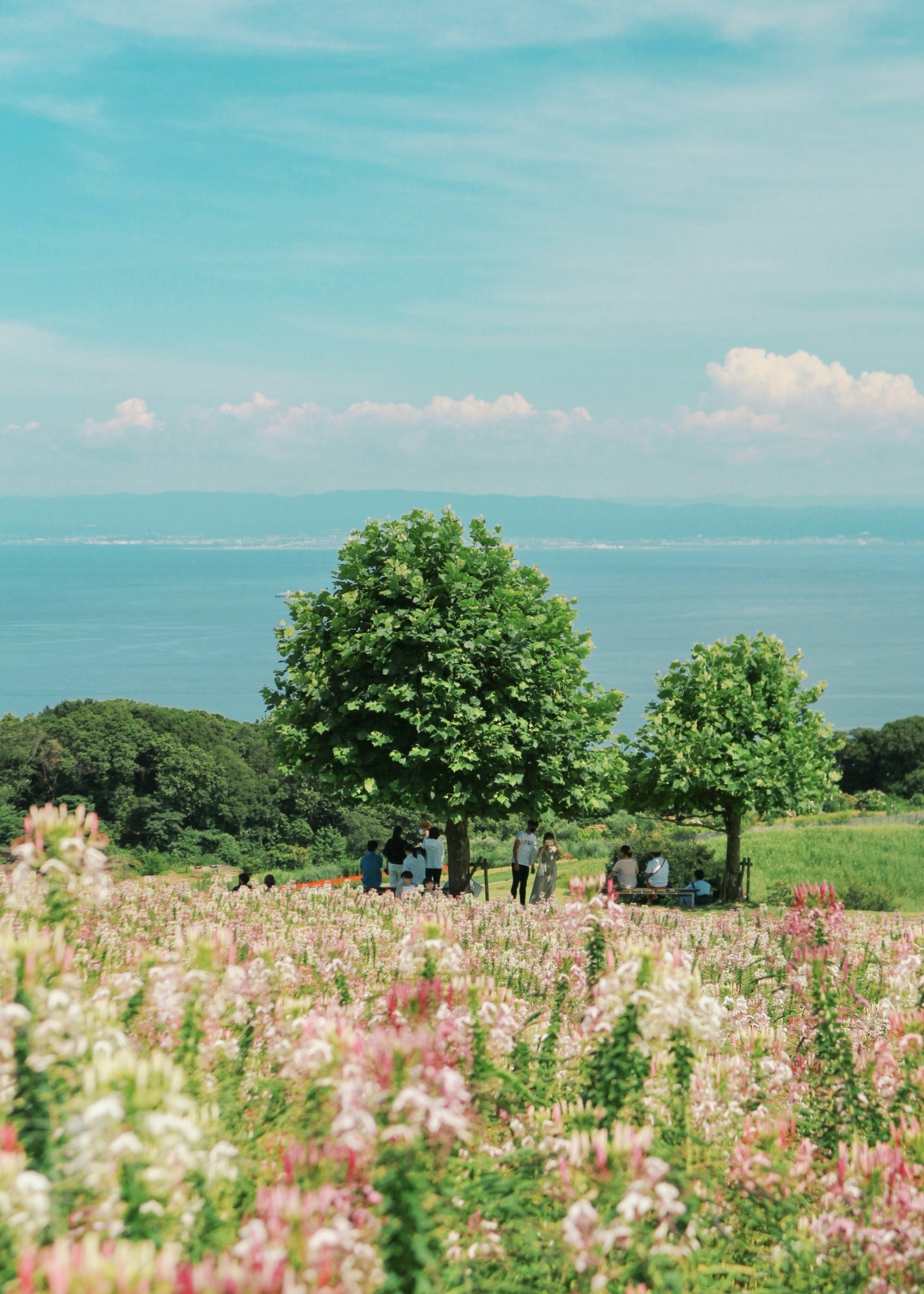 淡路島の海を望む花畑と大きな木々のある自然風景