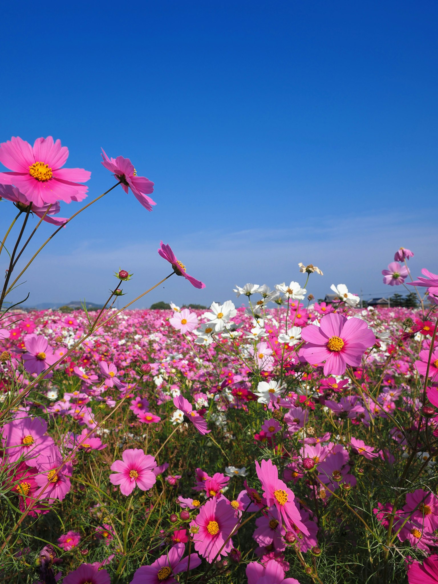 Vibrant cosmos flower field under a clear blue sky