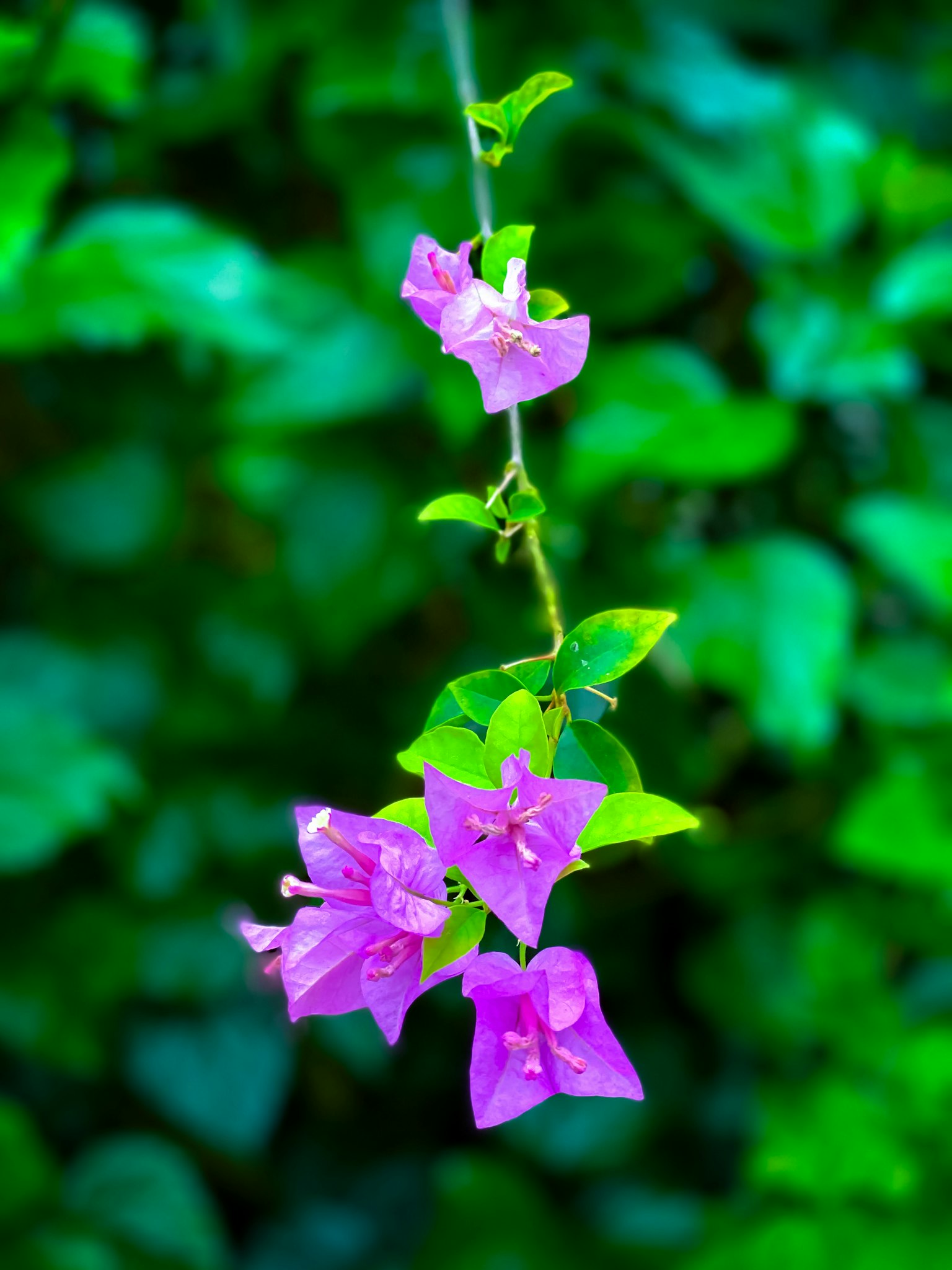Fiori di bougainvillea viola su uno sfondo verde