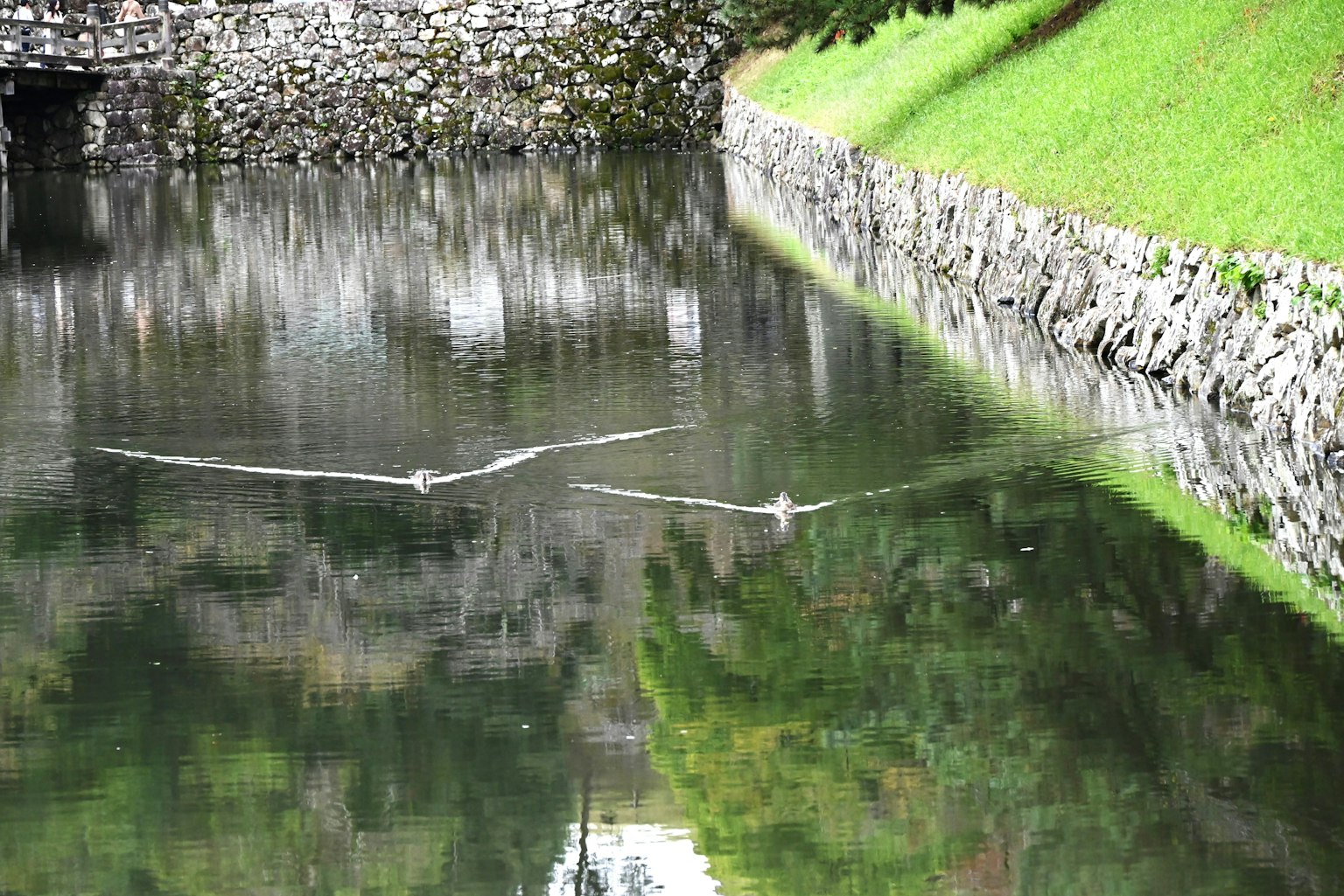 Dos cisnes deslizándose sobre un estanque tranquilo con reflejos visibles