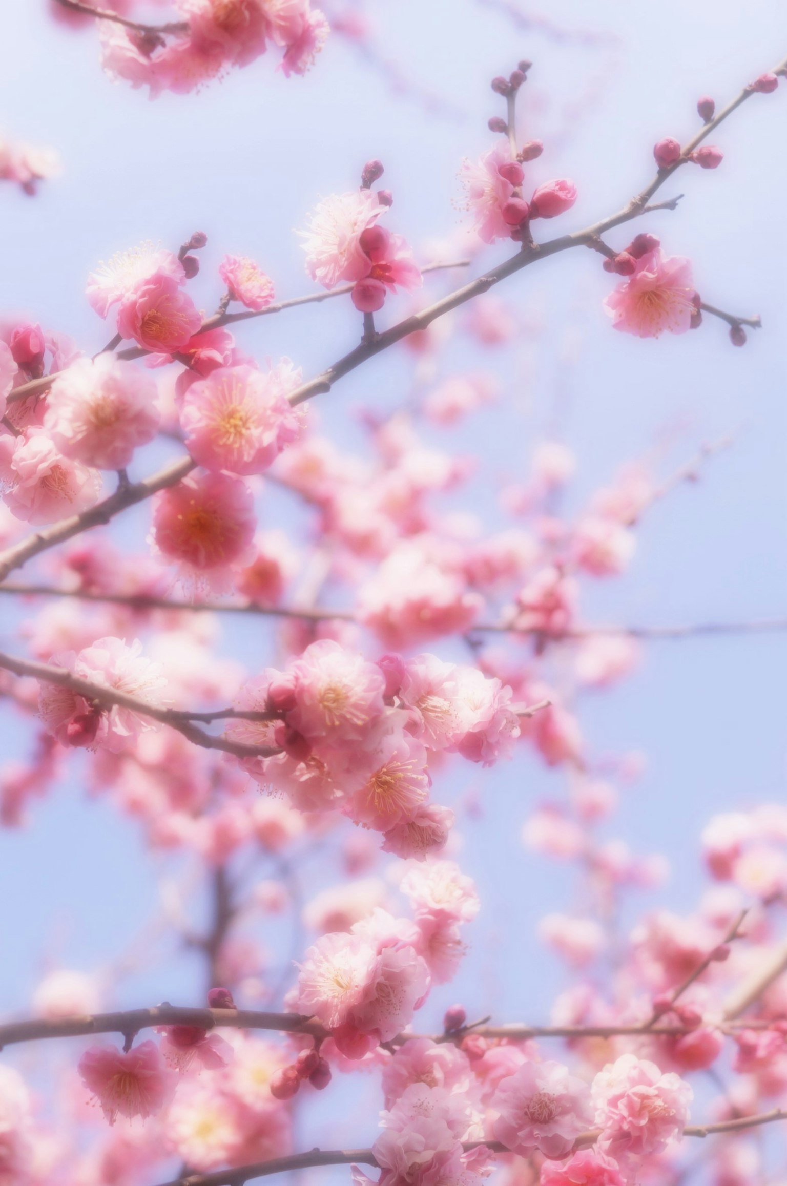 Nahaufnahme von Kirschblüten vor blauem Himmel