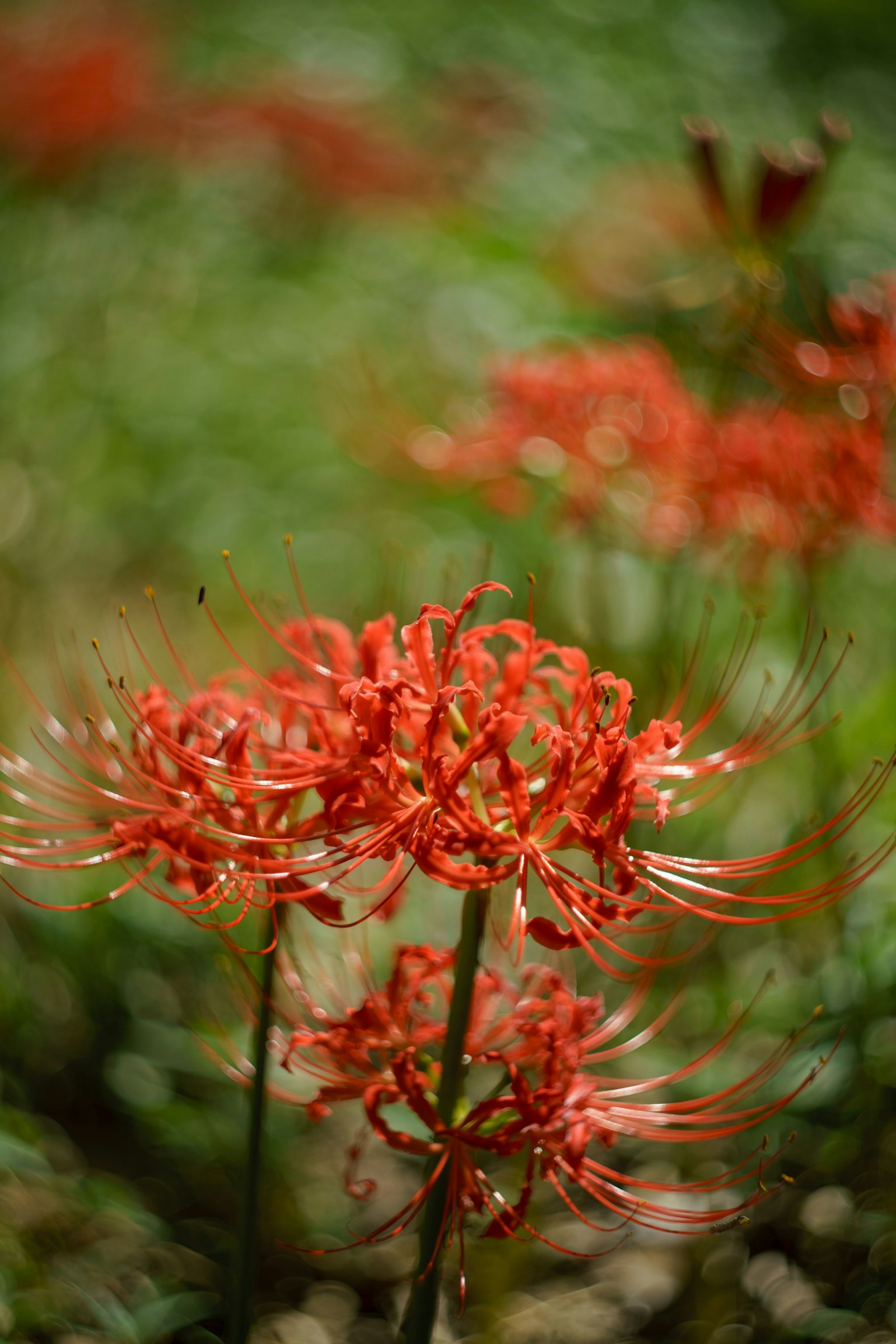Cluster of red spider lilies blooming against a green background