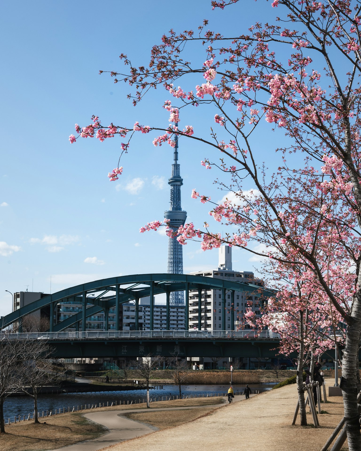 Pemandangan sungai dengan pohon sakura dan Tokyo Skytree di latar belakang