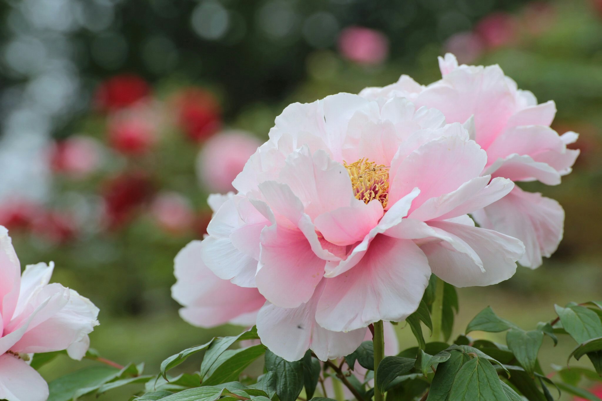 ピンクのバラの花が咲く庭のクローズアップ