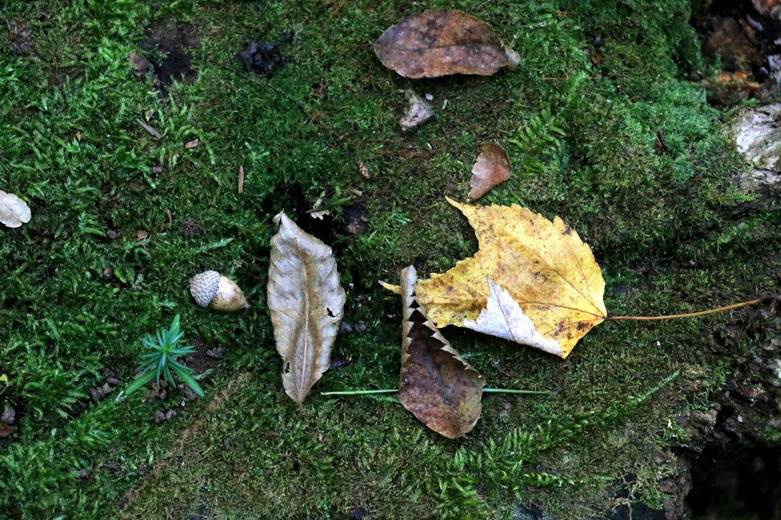 綠色苔蘚上的各種顏色的葉子