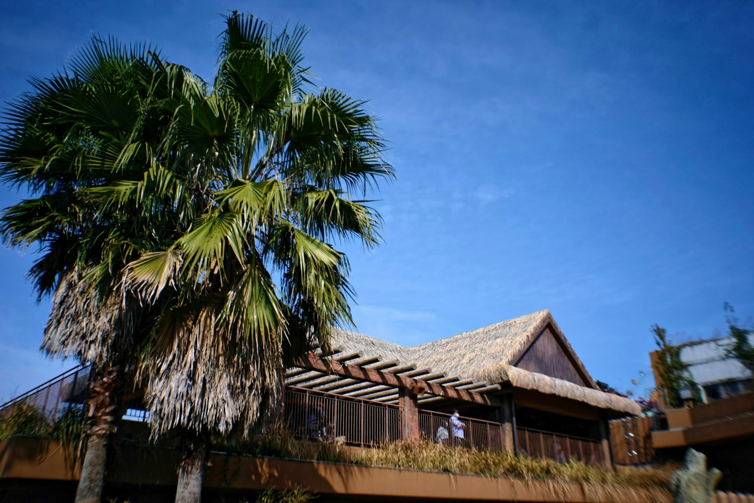 Casa tropical con techo de paja bajo un cielo azul y palmera