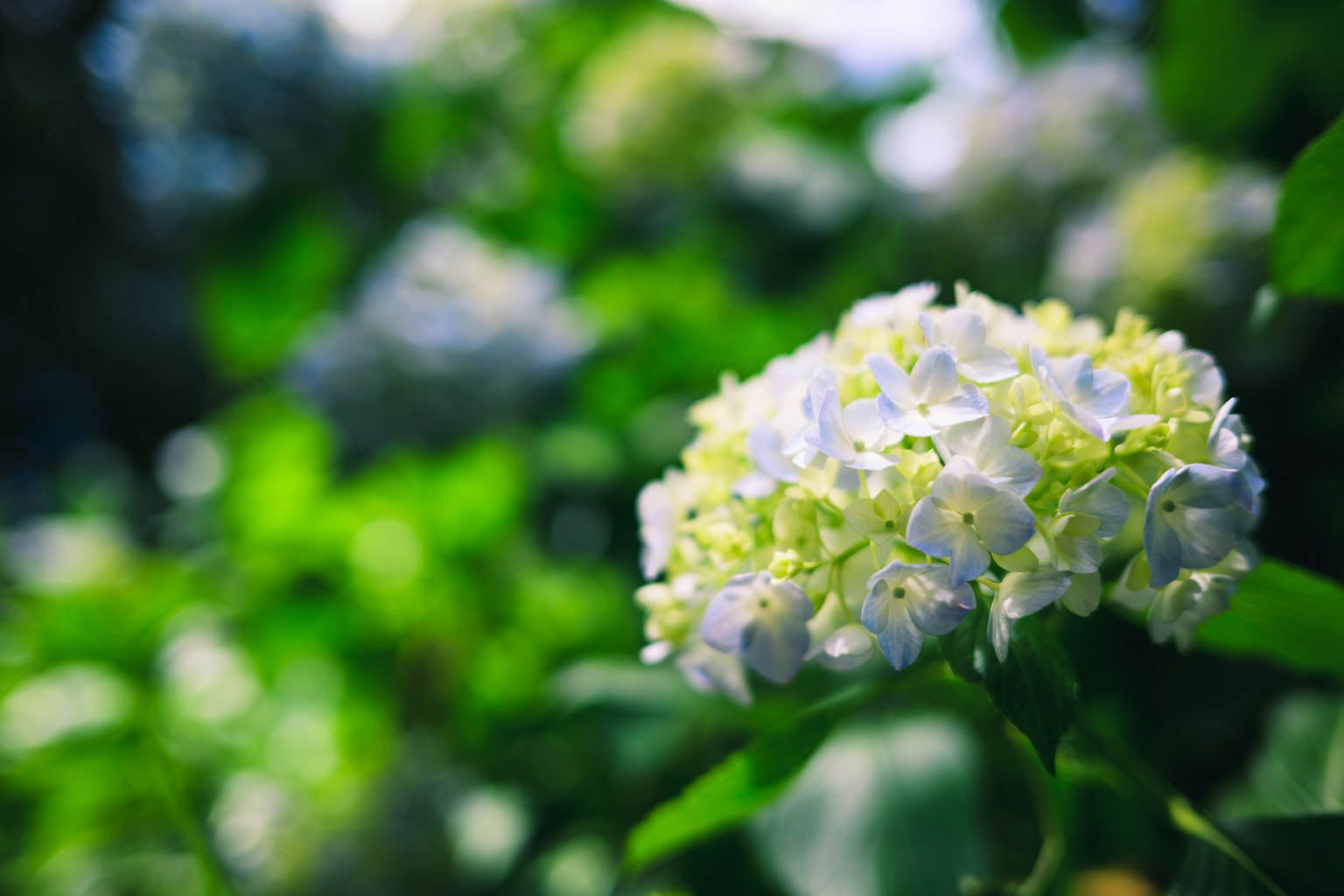 美丽的白色绣球花与绿色叶子背景