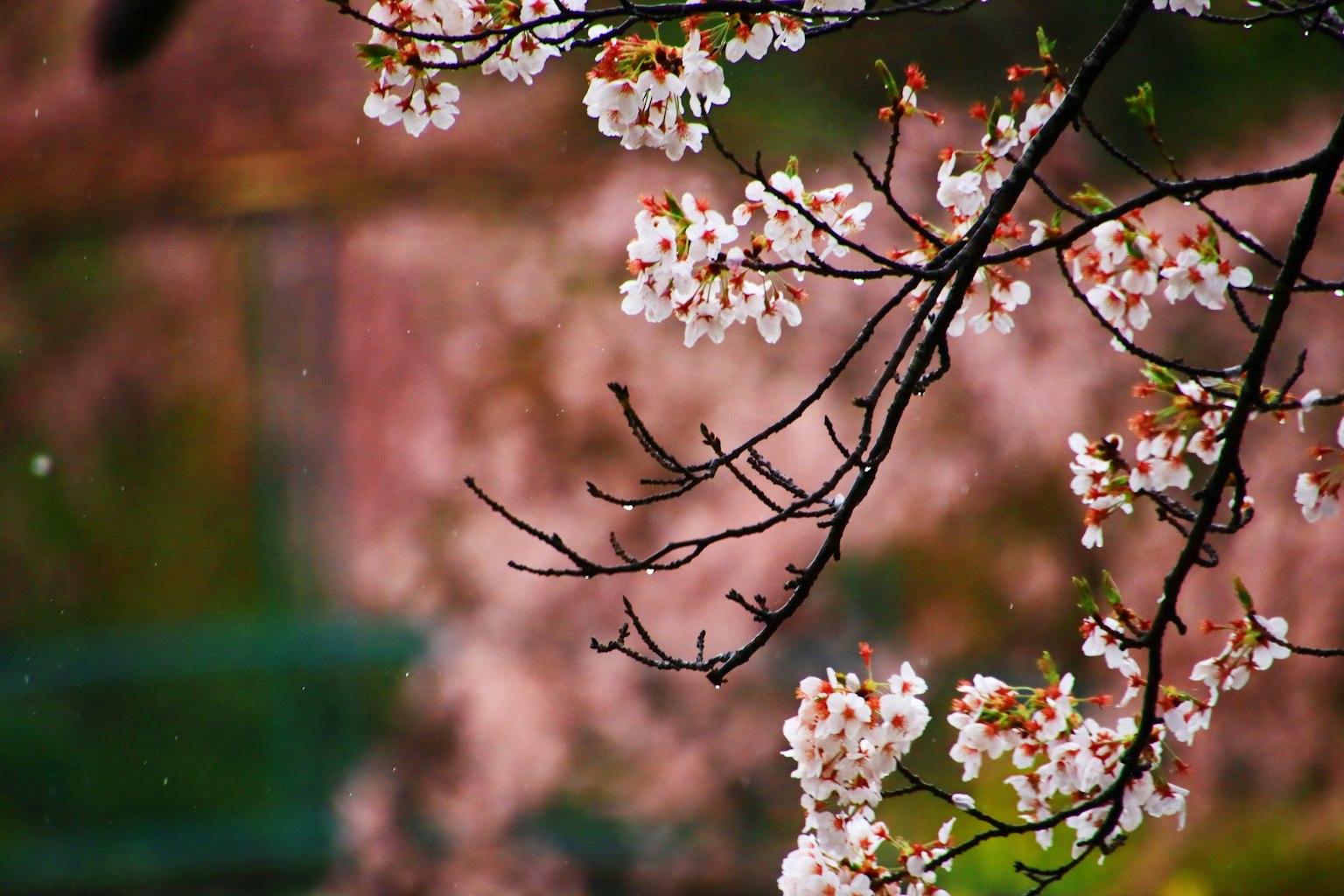 Cherry blossom branches with delicate flowers and a blurred pink background