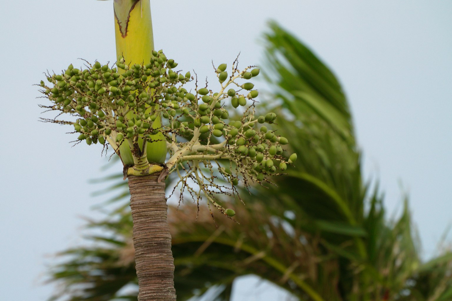 バナナの花と実が成長中の植物のクローズアップ